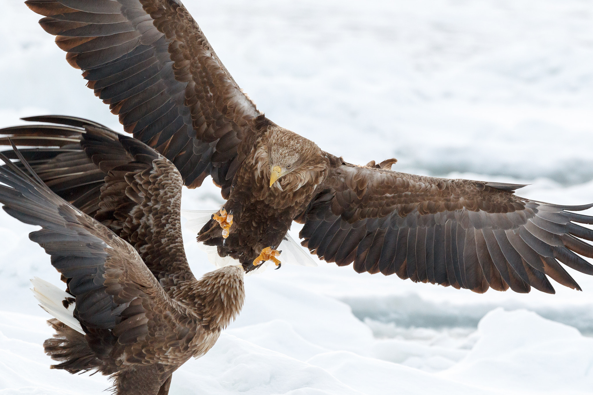Canon EOS-1D Mark IV + Canon EF 400mm F2.8L IS II USM sample photo. A fight on ice photography