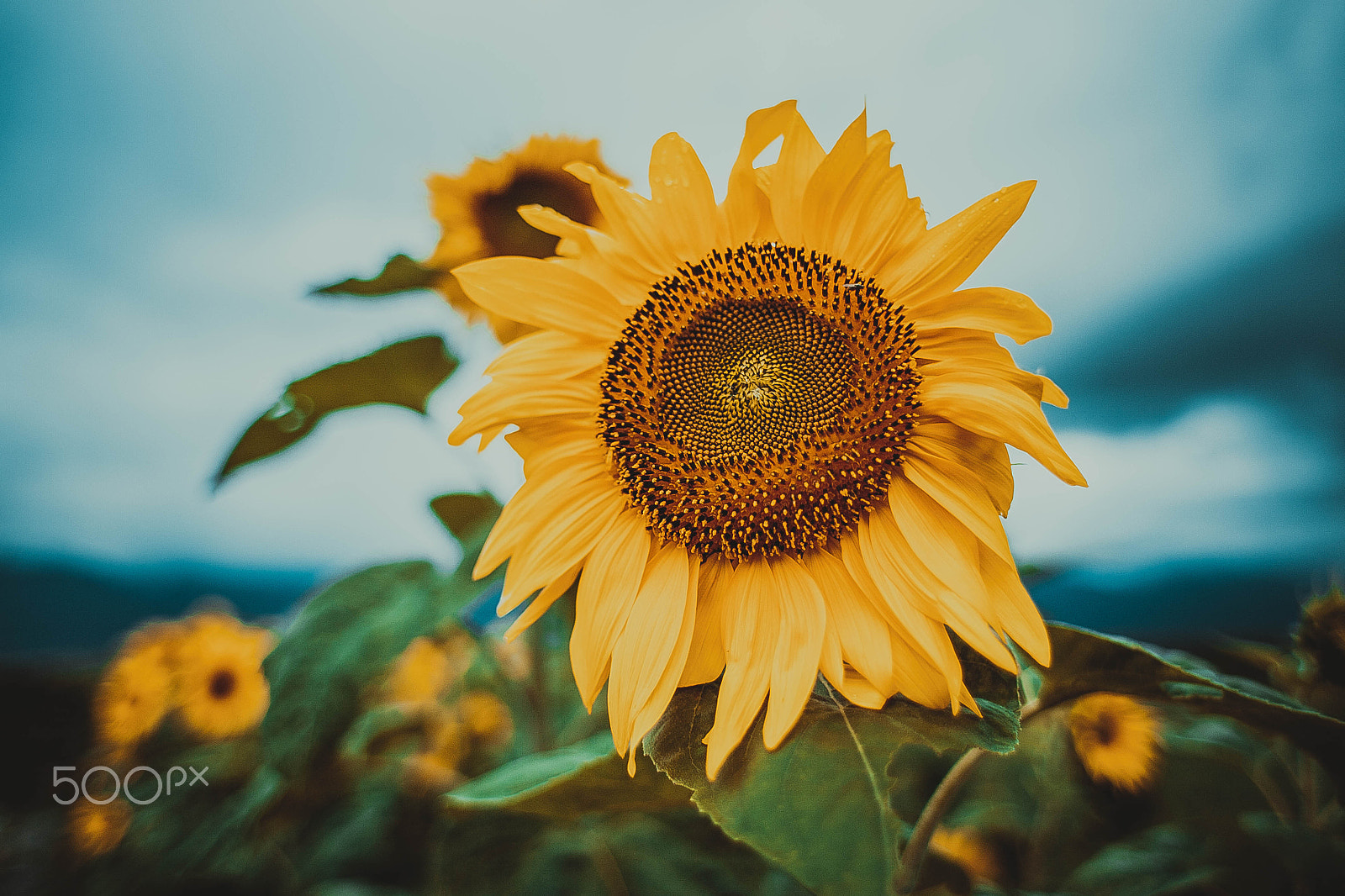Canon EOS 5D + Canon EF 28mm F1.8 USM sample photo. Smile photography
