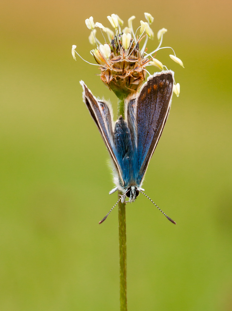 Canon EOS 40D + Canon EF 100mm F2.8 Macro USM sample photo. Upside down photography