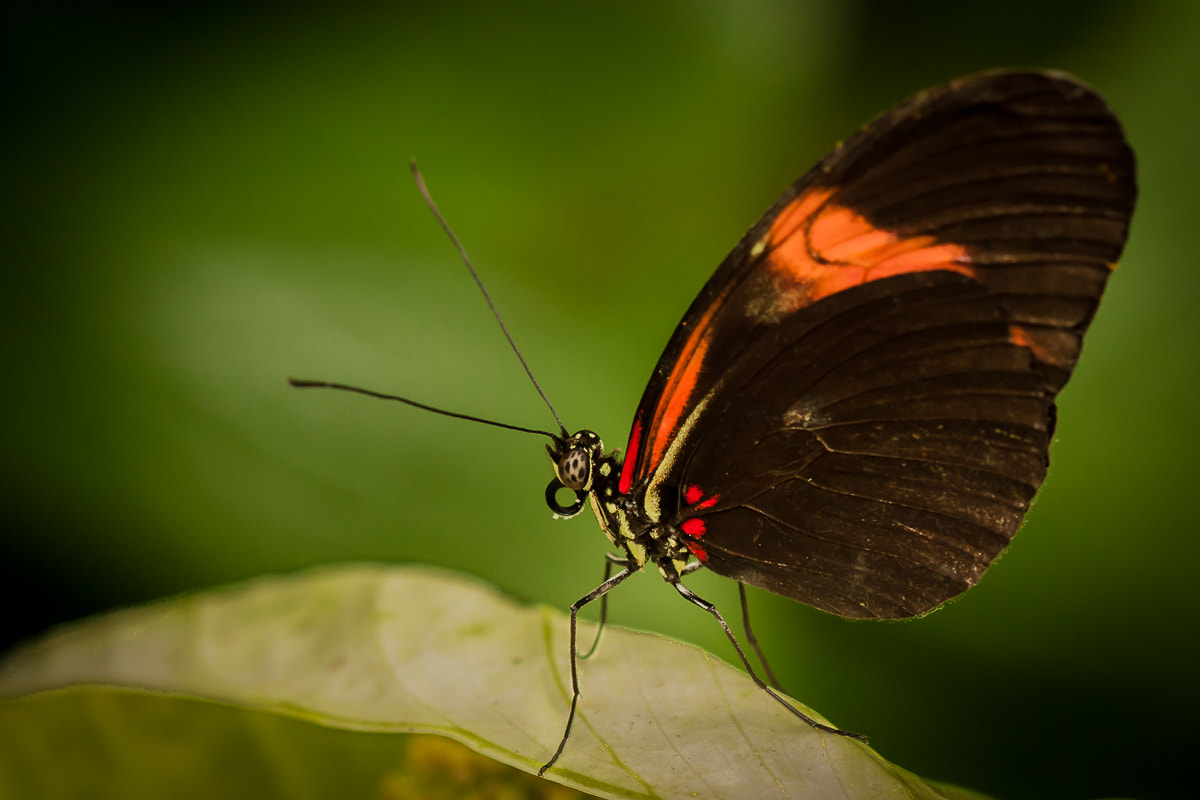 Canon EOS 40D + Canon EF 100mm F2.8 Macro USM sample photo. Red and green photography