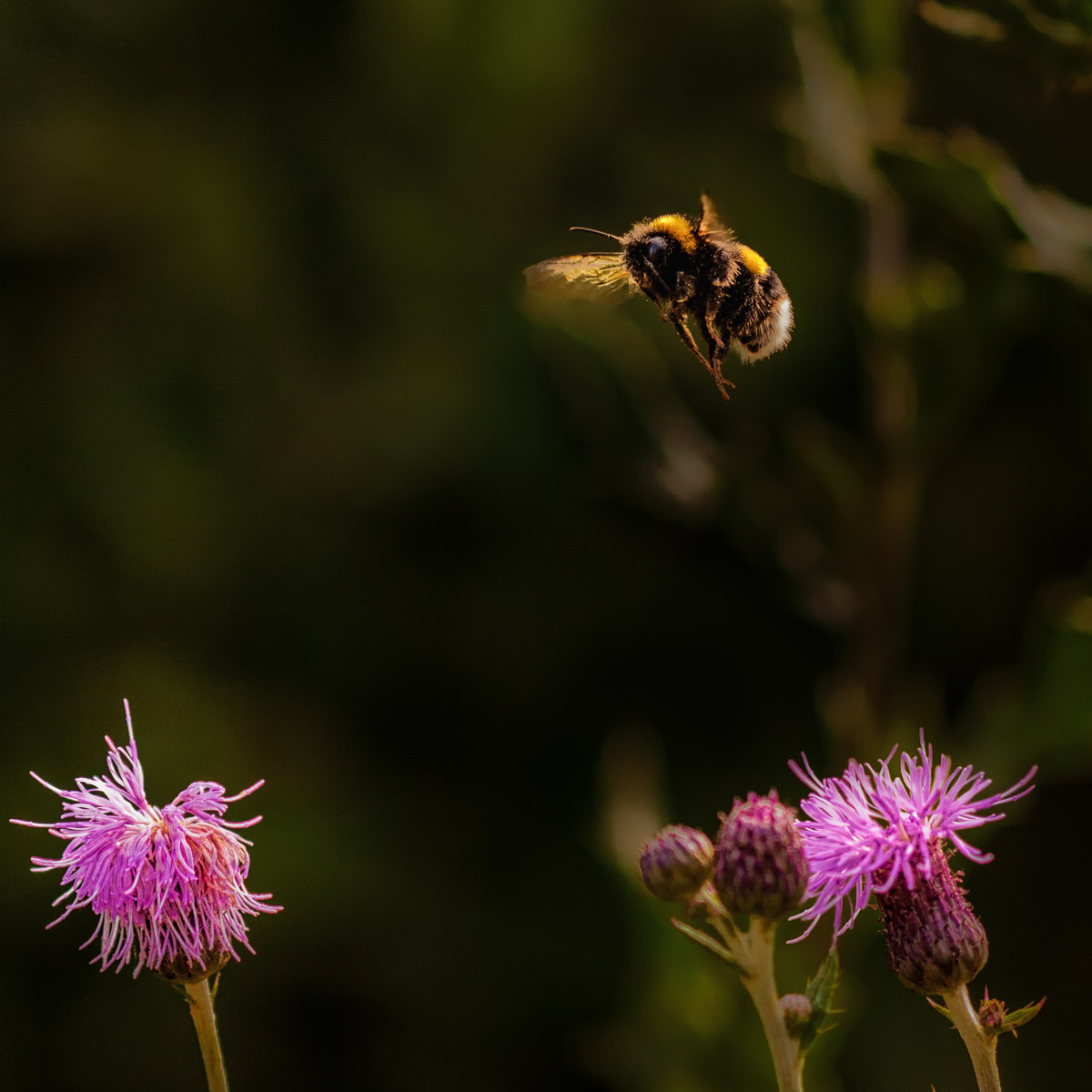 Canon EOS 40D + Canon EF 100mm F2.8 Macro USM sample photo. Flower hopping photography