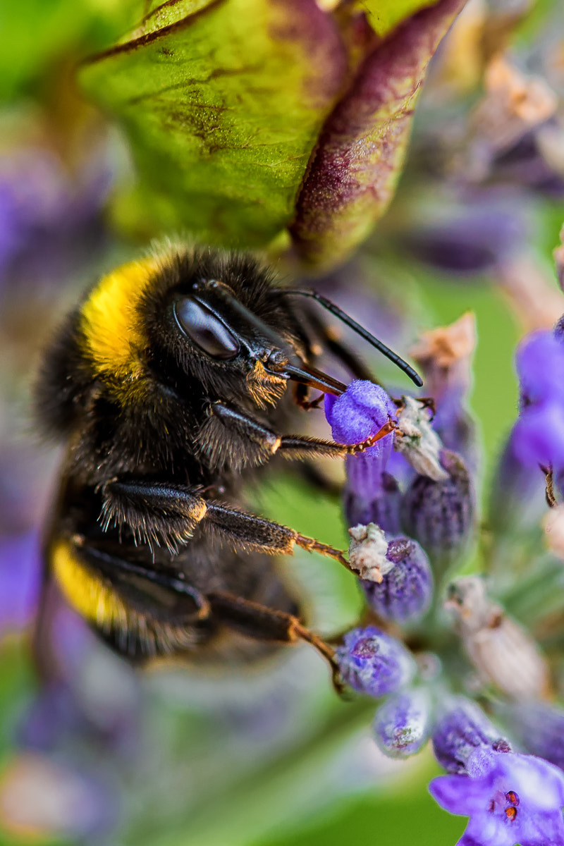 Canon EOS 6D + Canon EF 100mm F2.8 Macro USM sample photo. Bumblebee close up photography
