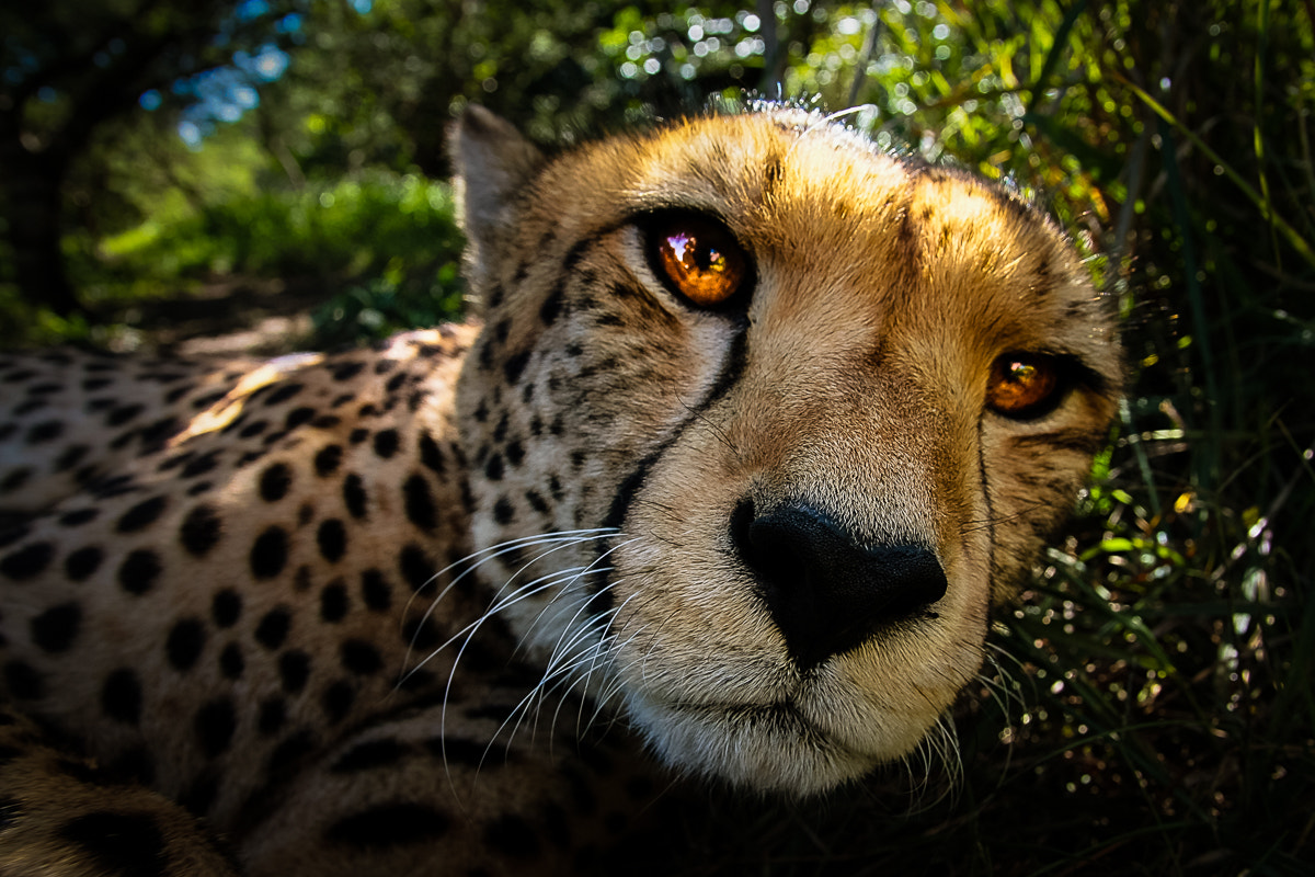 Canon EOS 40D + Sigma 18-50mm f/2.8 Macro sample photo. Golden eyes photography