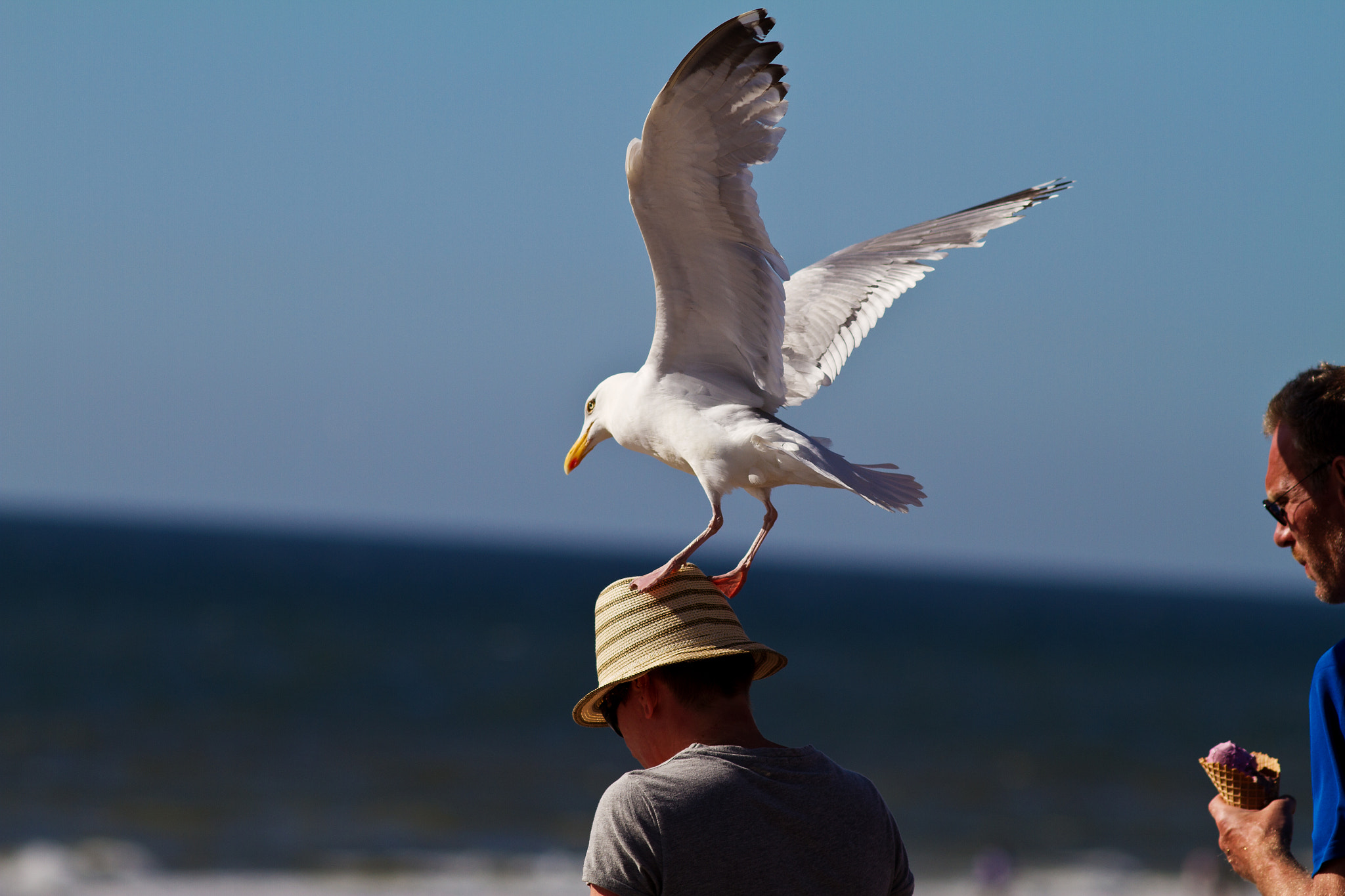 Canon EOS 7D + Canon EF 200mm F2.8L II USM sample photo. Landig photography