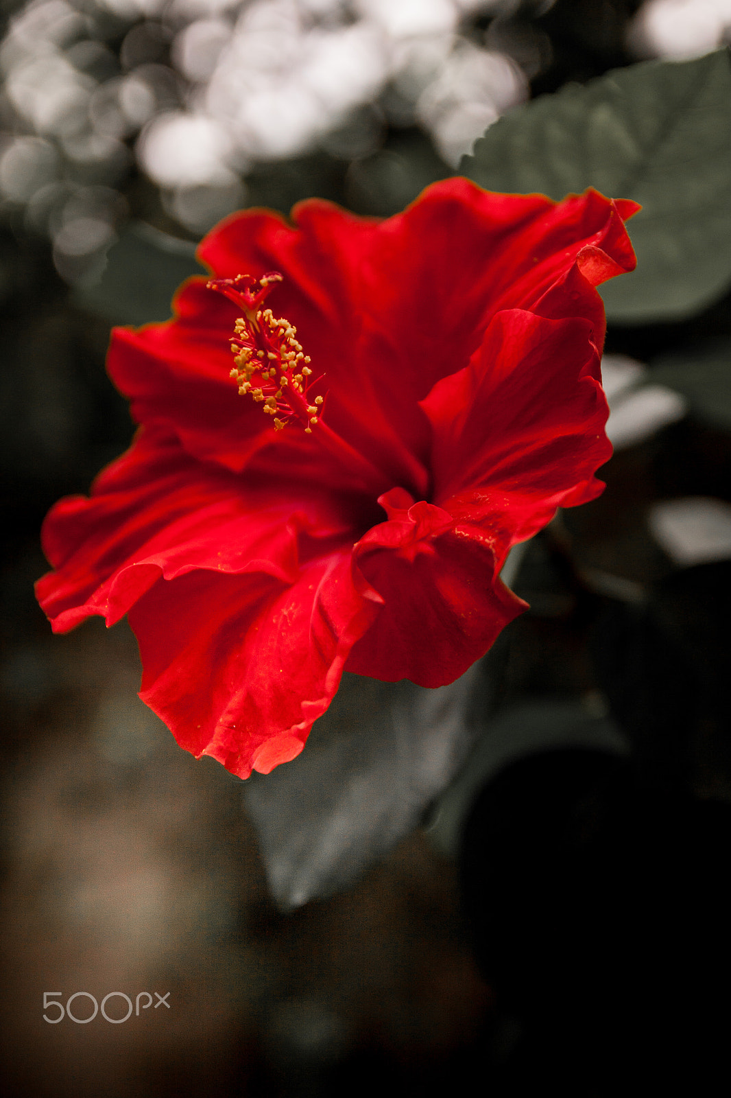 Canon EOS 50D + Tamron SP AF 17-50mm F2.8 XR Di II VC LD Aspherical (IF) sample photo. Red hibiscus blossom photography