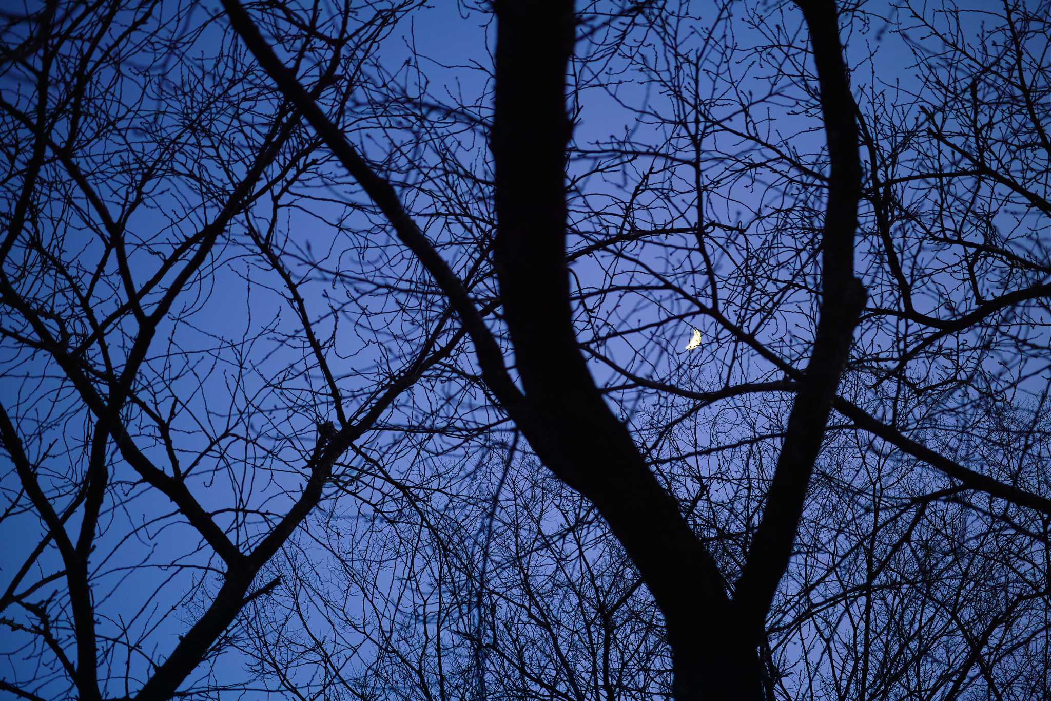 Sigma DP3 Merrill + Sigma 50mm F2.8 EX DG Macro sample photo. The space between trees photography