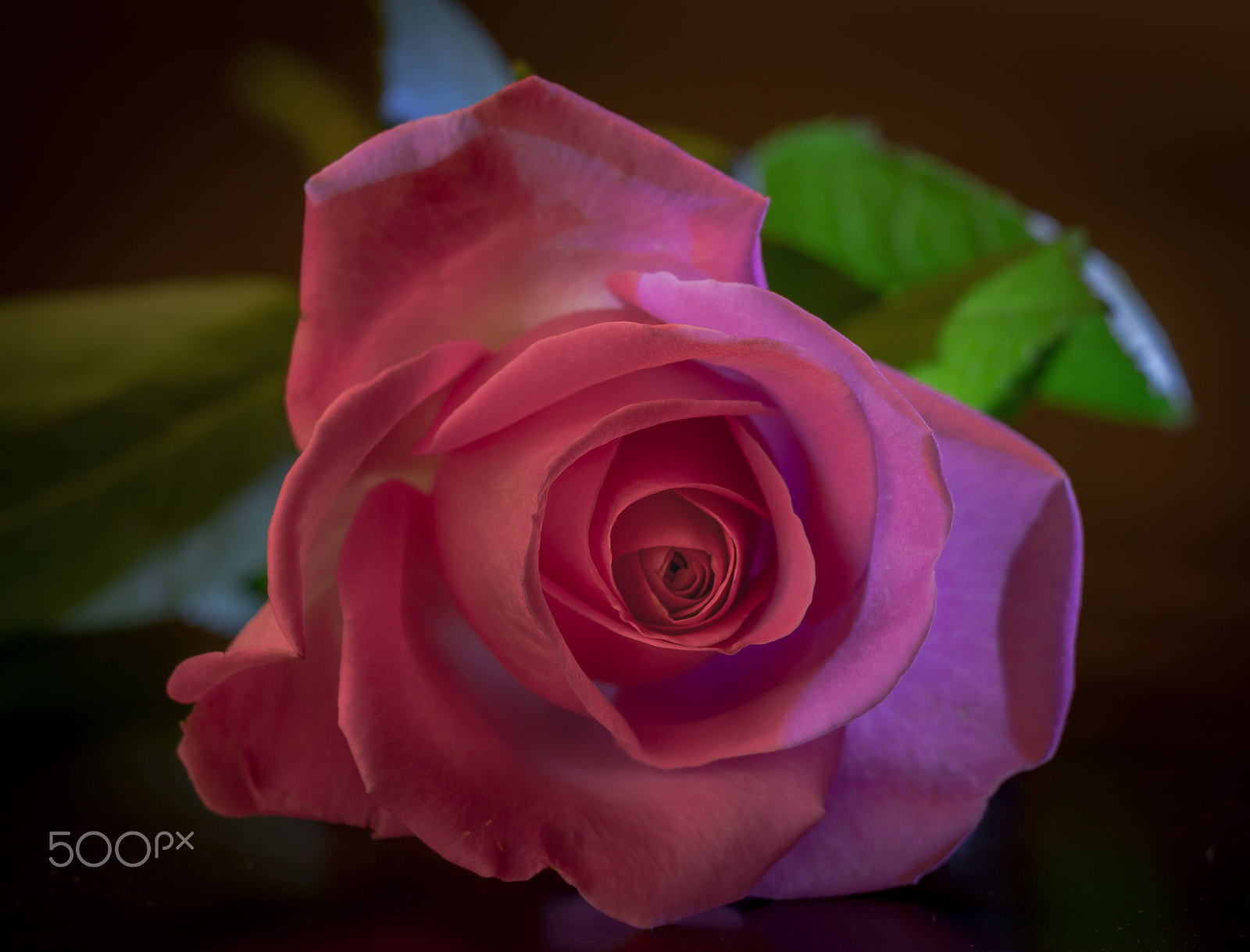 Sony SLT-A58 + Sigma 70-300mm F4-5.6 DL Macro sample photo. Roos photography
