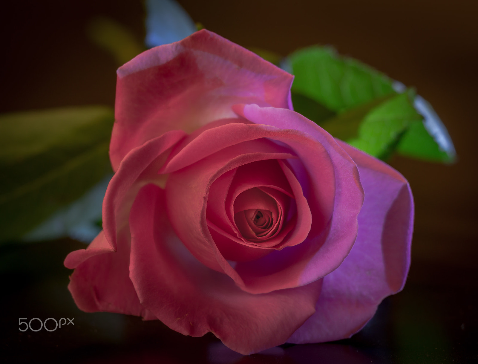 Sigma 70-300mm F4-5.6 DL Macro sample photo. Roos photography