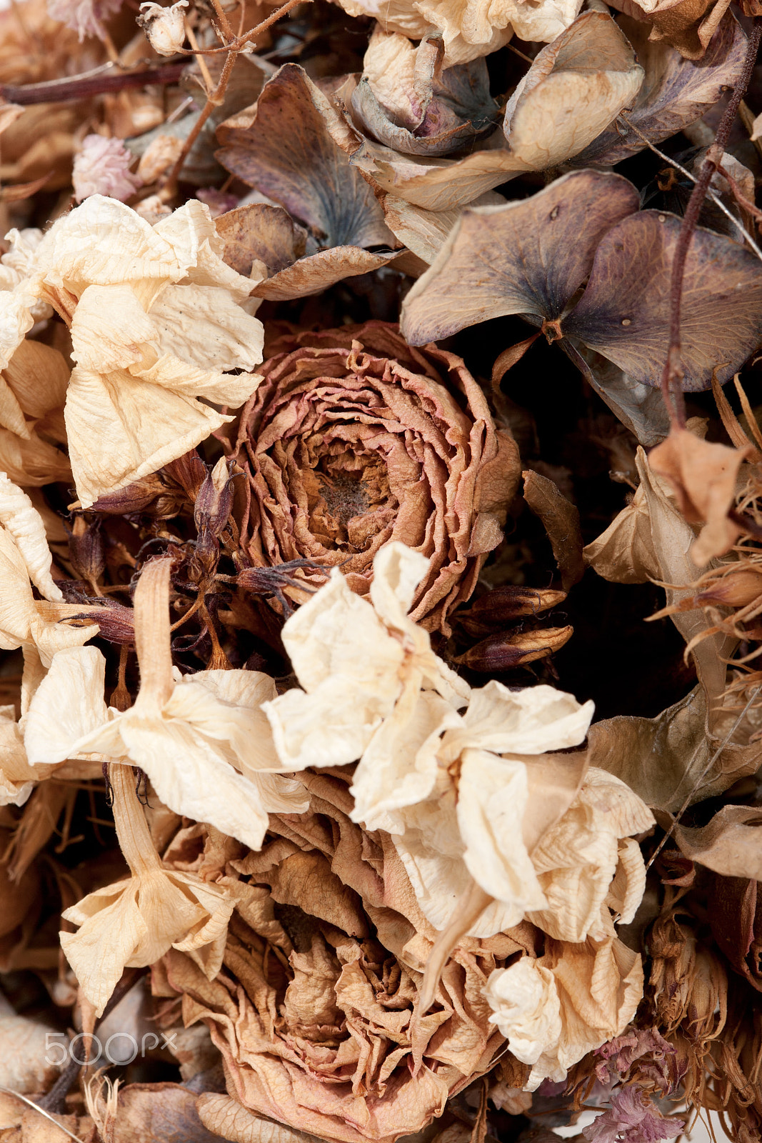 Canon EF 100mm F2.8 Macro USM sample photo. Dry rose bouquet closeup photography