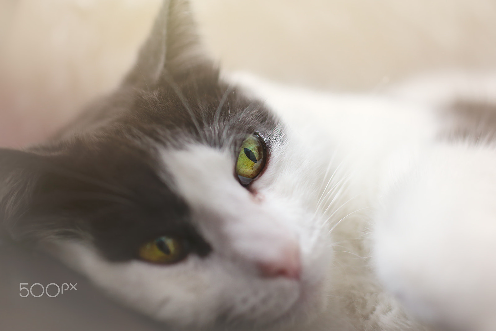 Tamron SP 45mm F1.8 Di VC USD sample photo. Feline eharmony profile photography