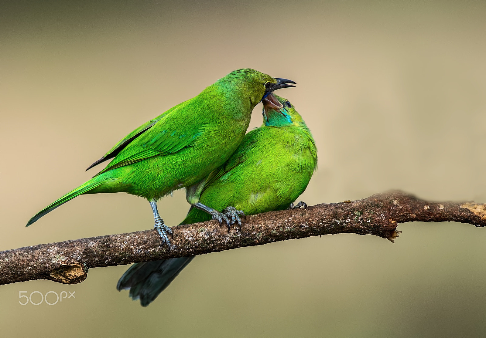 Nikon D4S + Nikon AF-S Nikkor 500mm F4G ED VR sample photo. Love is in the air photography