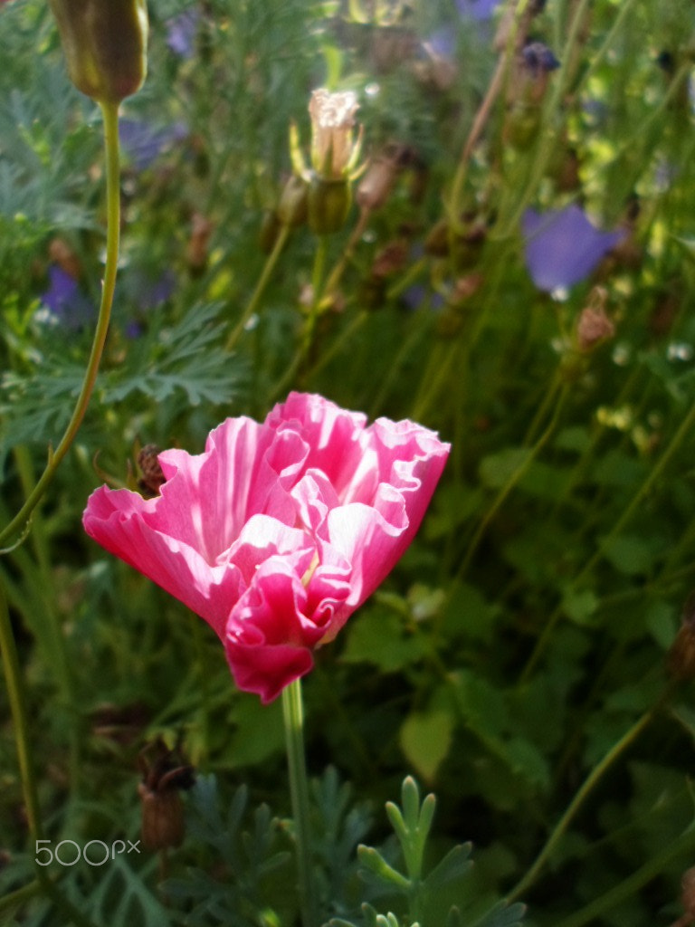 Samsung ST77 / ST79 sample photo. 2014-07-20 15-43-48.jpg photography