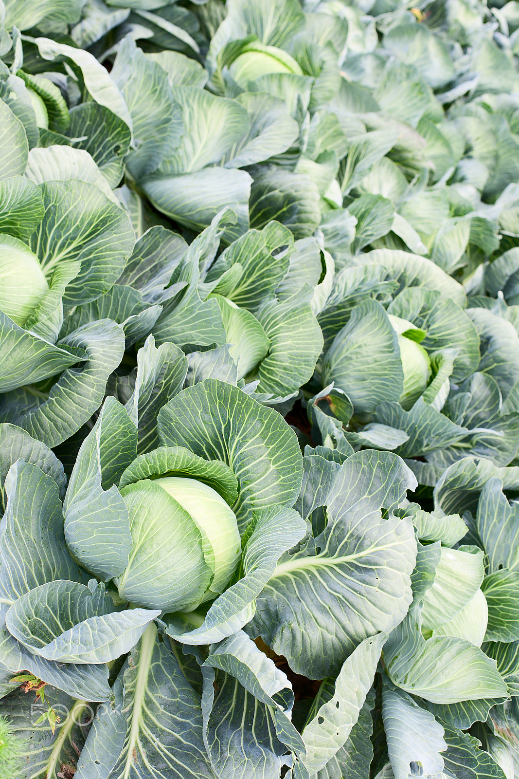 Canon EOS-1Ds Mark II sample photo. Field of cabbage plants photography
