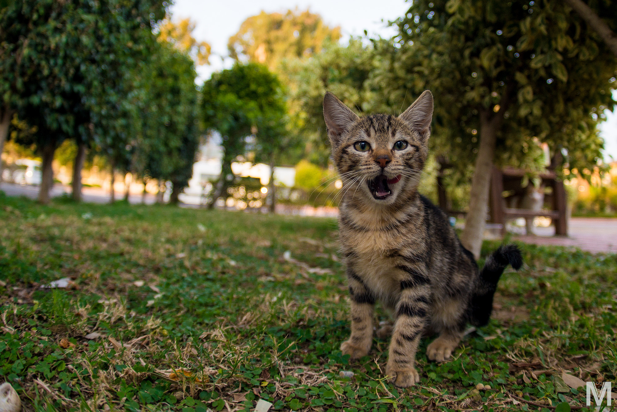 Sony a99 II + Sony 16mm F2.8 Fisheye sample photo. Caturday. tasty. photography