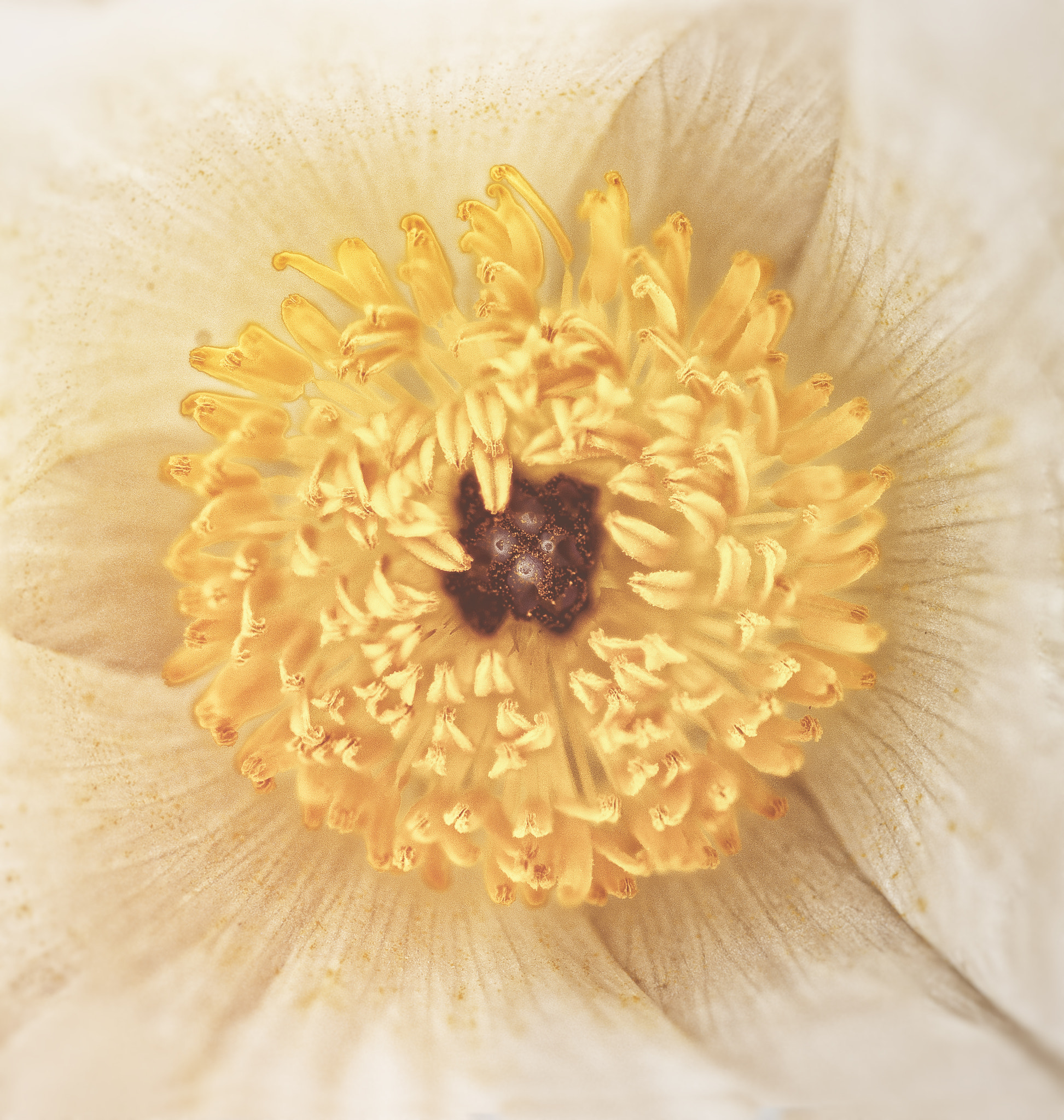 Nikon D5000 + Nikon AF Micro-Nikkor 60mm F2.8D sample photo. Whitepoppy new photography