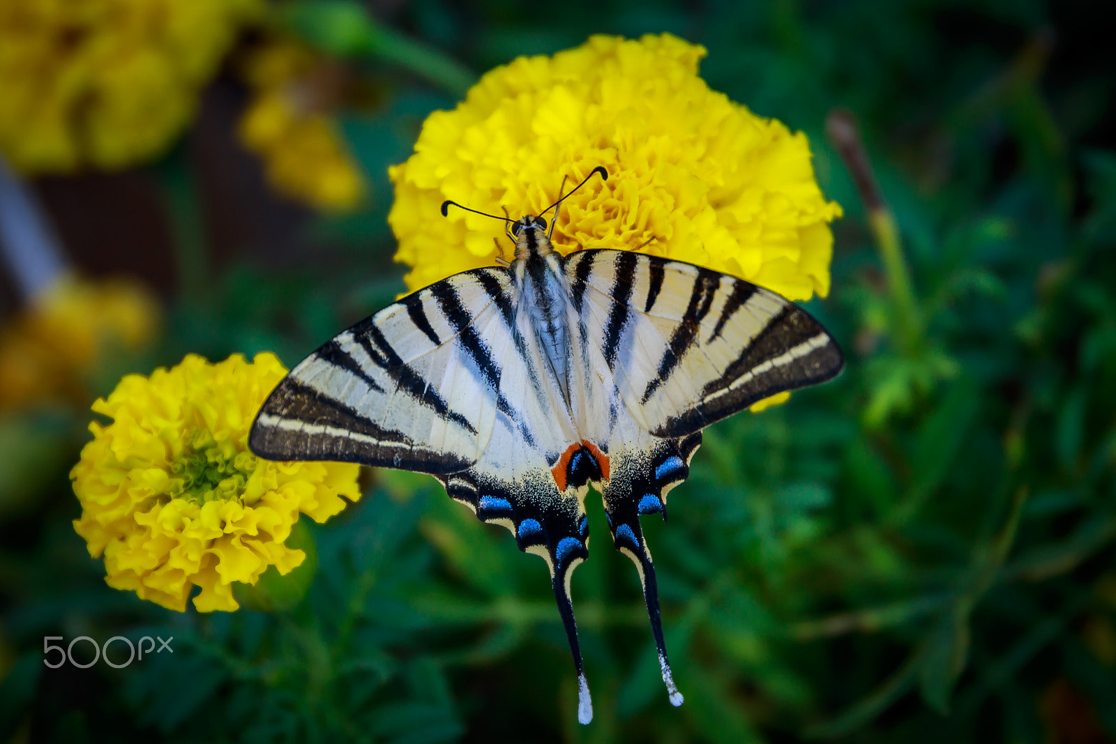 Sigma 24-105mm f/4 DG OS HSM | A sample photo. Butterfly on flower photography