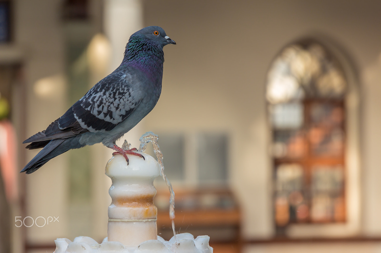 Sigma 24-105mm f/4 DG OS HSM | A sample photo. Pigeons drinking water photography