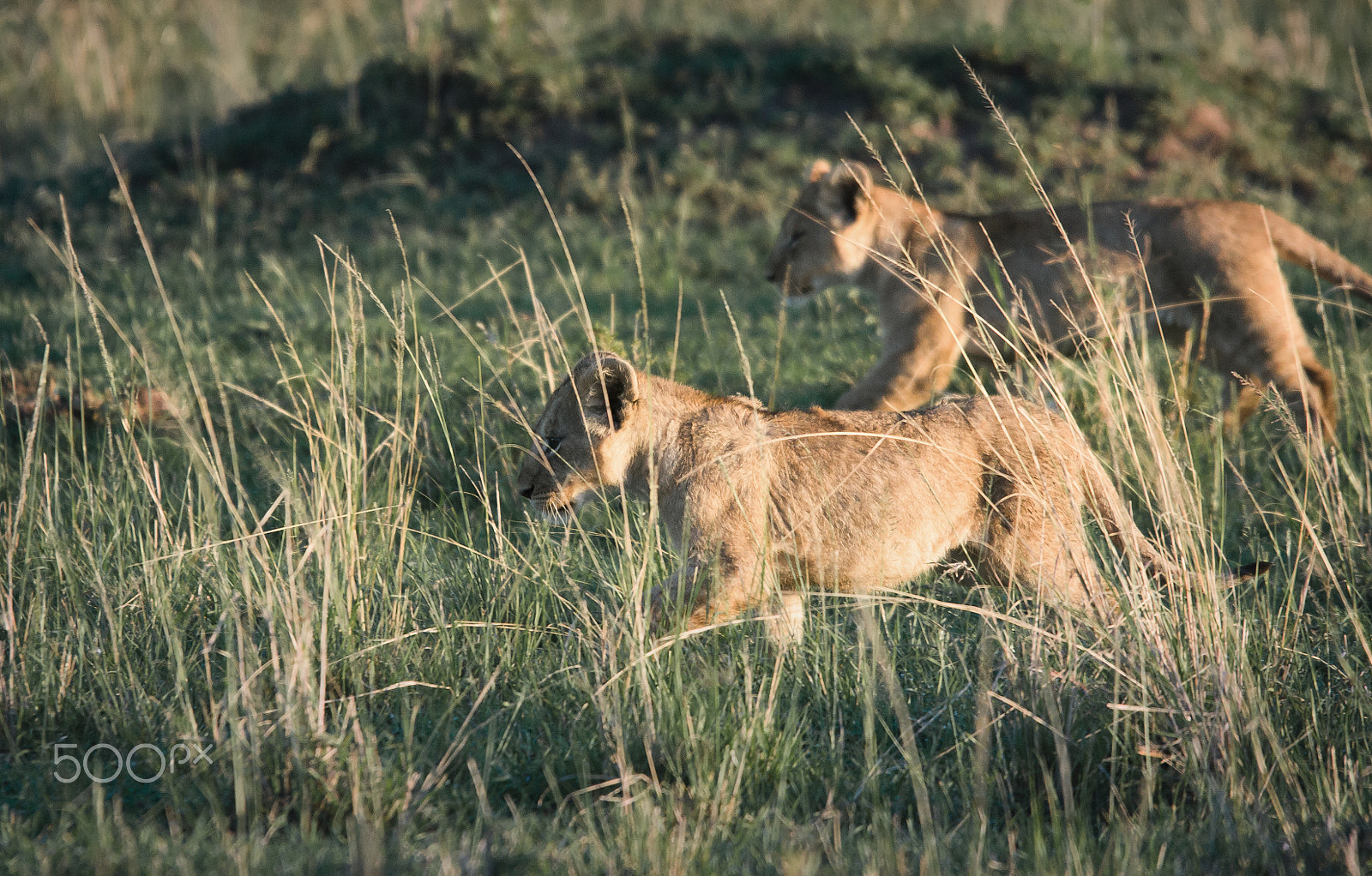 Sigma 150-500mm F5-6.3 DG OS HSM sample photo. Kenya - frangins photography