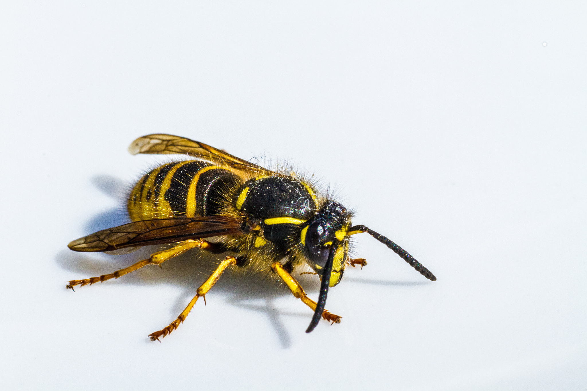 Sigma 50mm f/1.4 EX DG HSM + 1.4x sample photo. Wasp photography