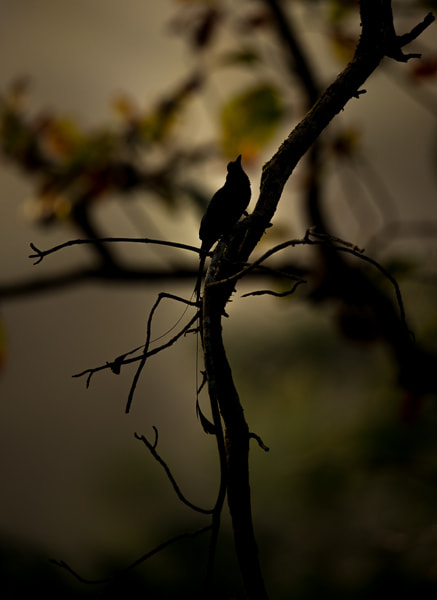 Nikon AF-S Nikkor 500mm F4G ED VR sample photo. Racket tailed drongo photography