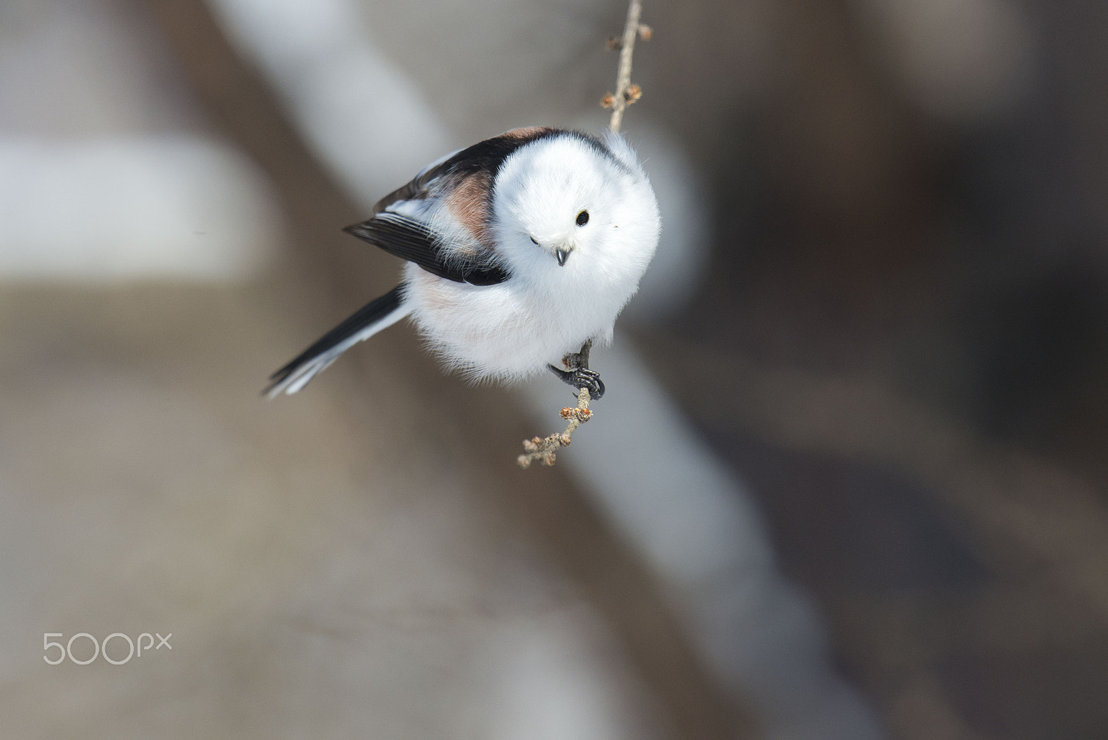 Nikon D800 + Nikon AF-S Nikkor 600mm F4G ED VR sample photo. シマエナガ　 photography