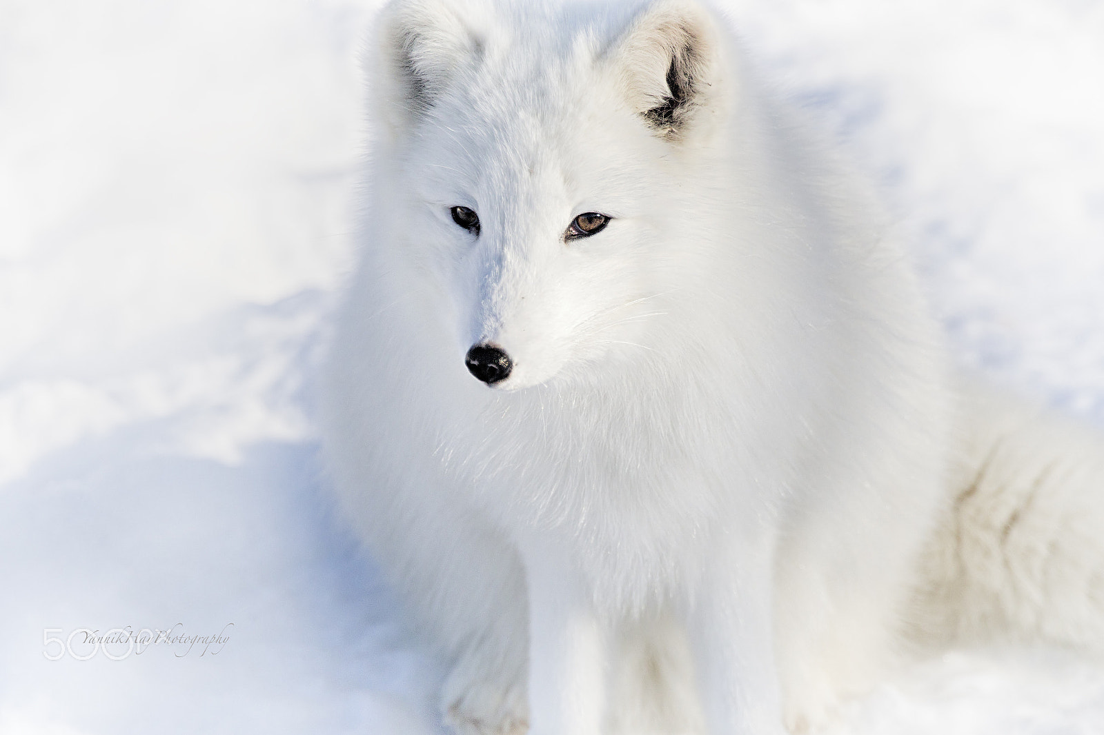 Canon EF 70-200mm F2.8L IS II USM sample photo. Fluffy - arctic fox photography