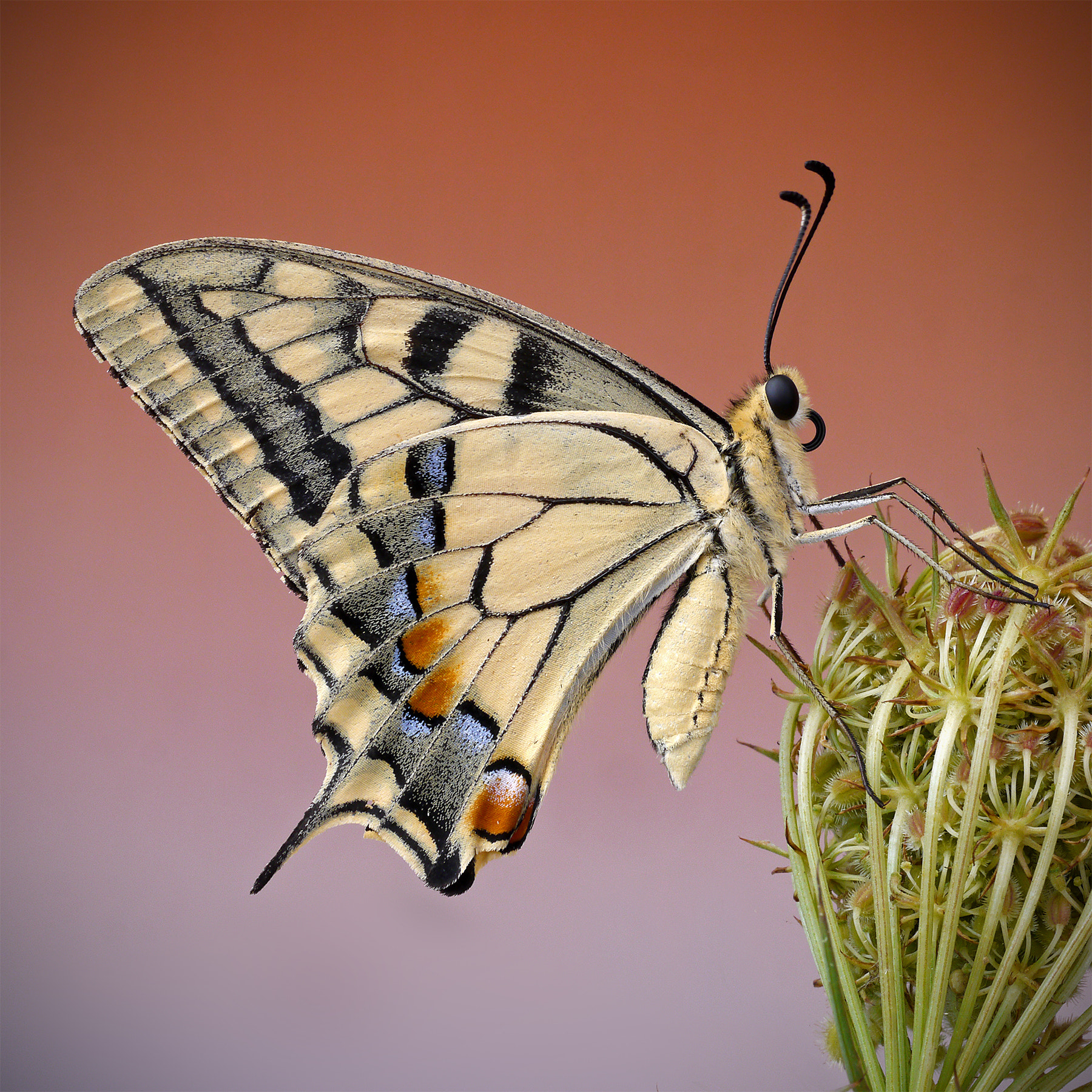 Panasonic Lumix DMC-G5 sample photo. Machaon... photography