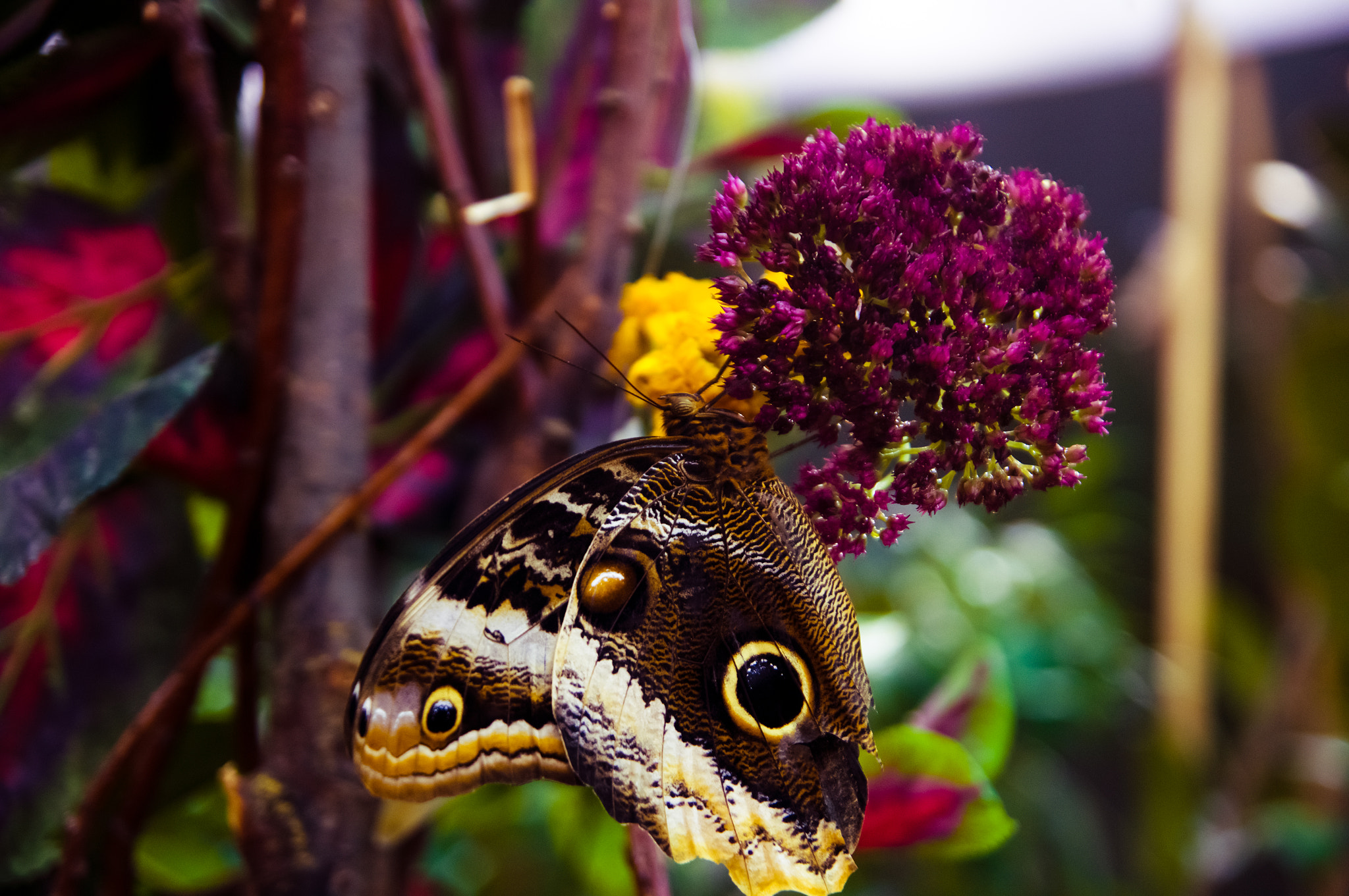 Tamron SP 24-70mm F2.8 Di VC USD sample photo. ♌36 photography