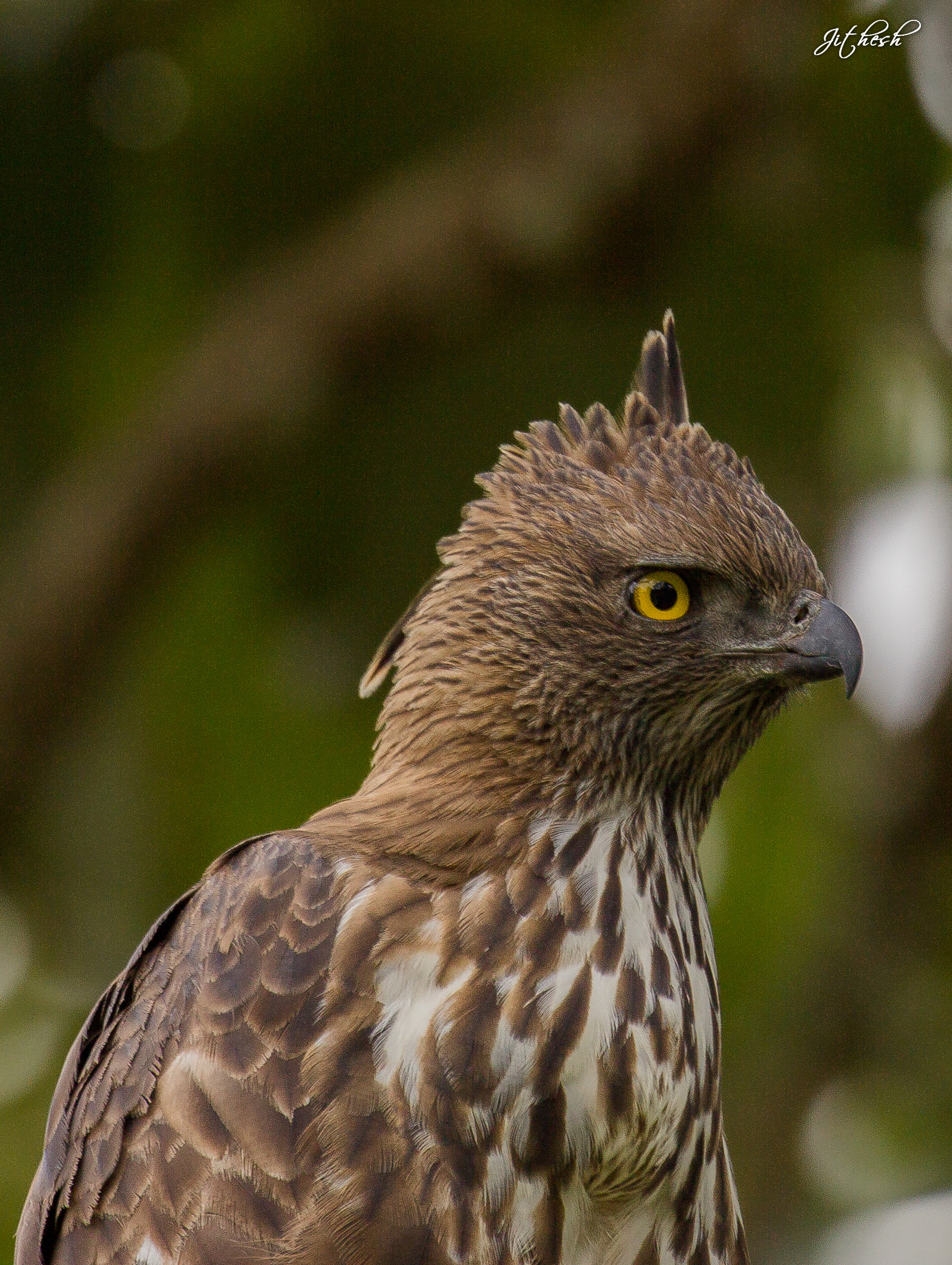 Canon EF 100-400mm F4.5-5.6L IS II USM sample photo. Crested hawk eagle  photography