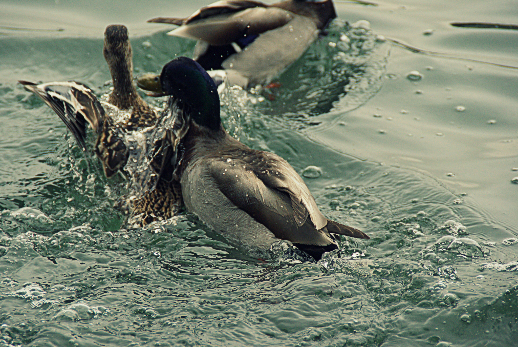 Sony Alpha DSLR-A230 sample photo. Coin coin photography