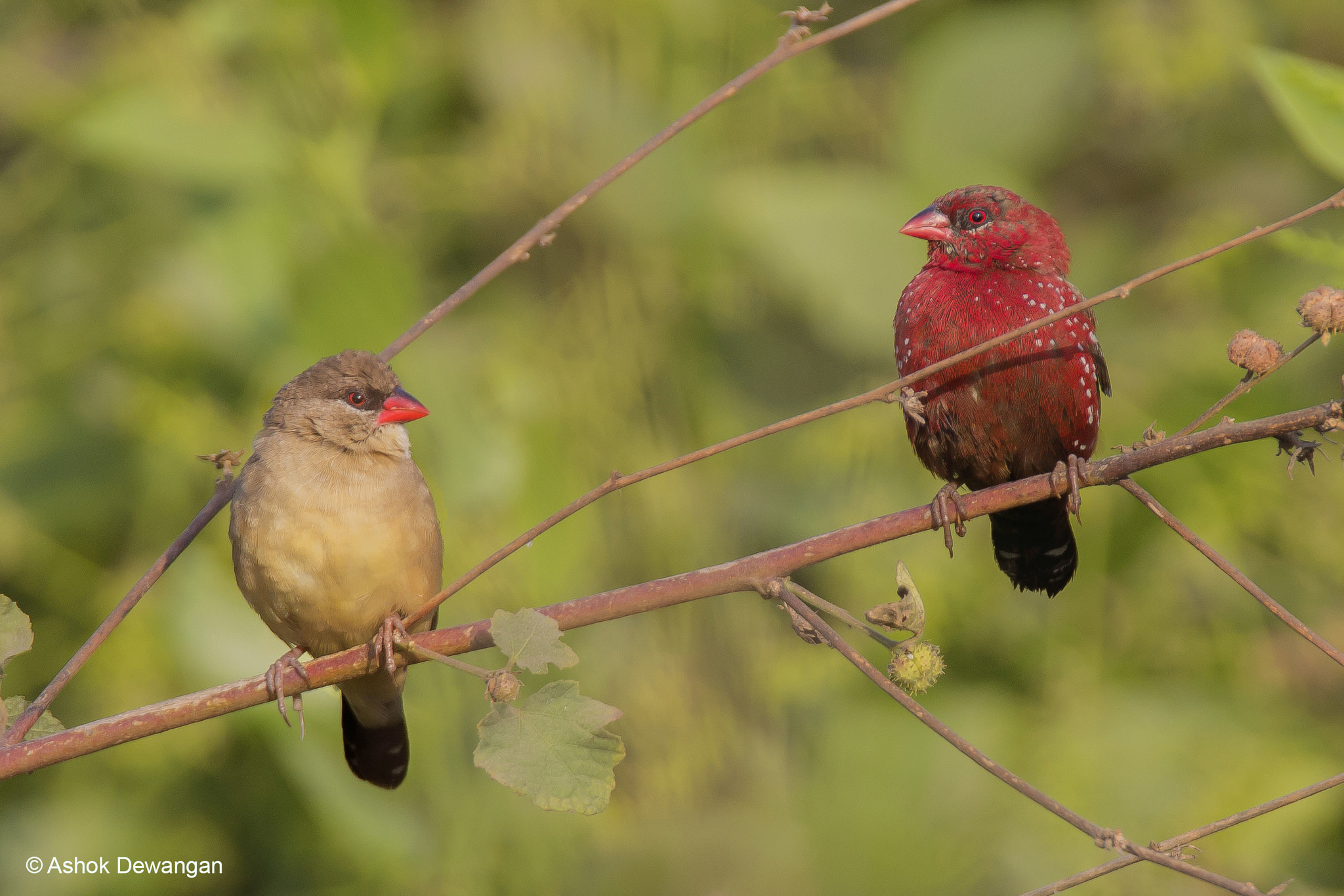 Tamron SP 150-600mm F5-6.3 Di VC USD sample photo. Mr. & mrs. munia photography