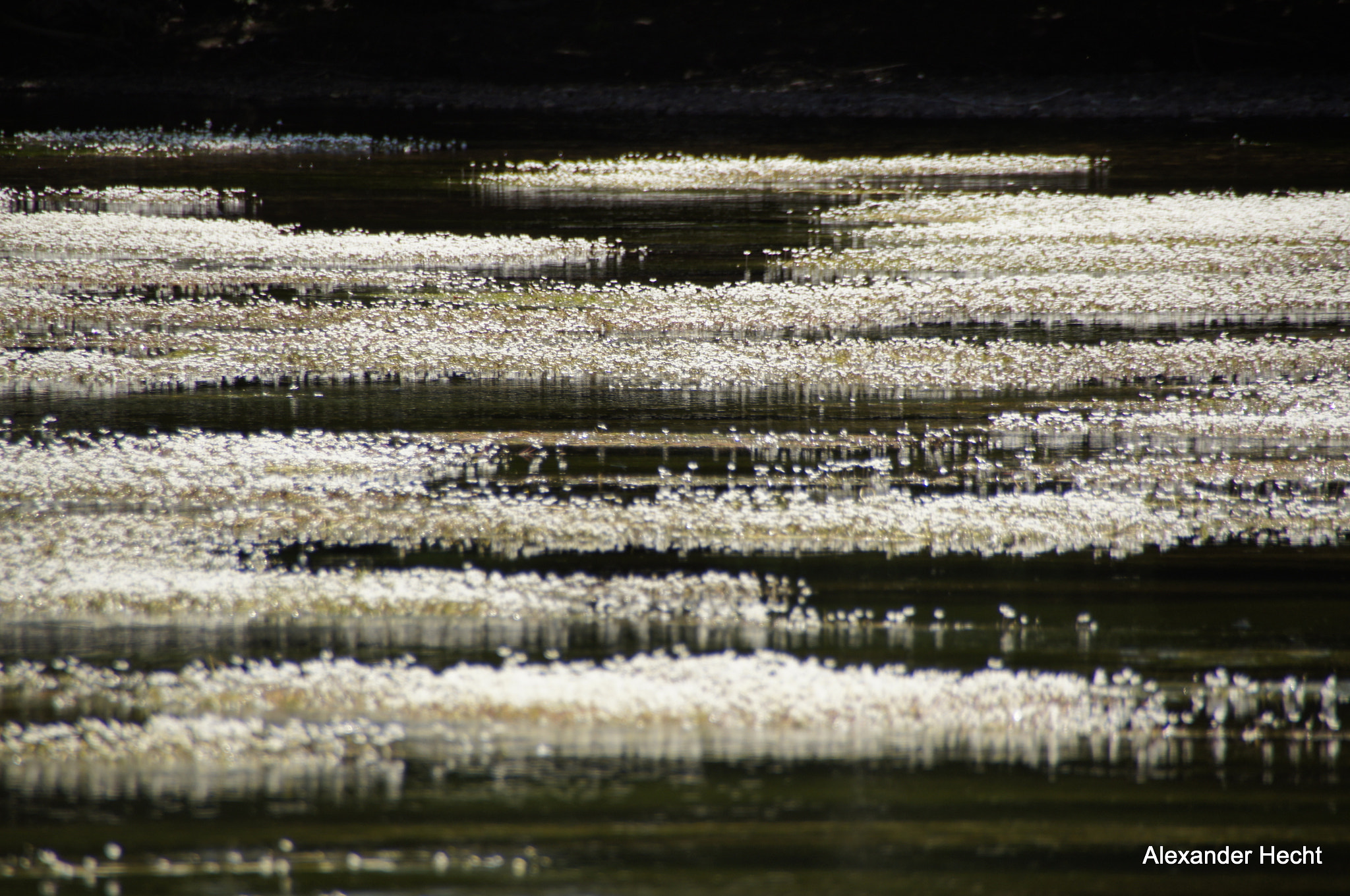 Sony SLT-A55 (SLT-A55V) sample photo. Fluss photography