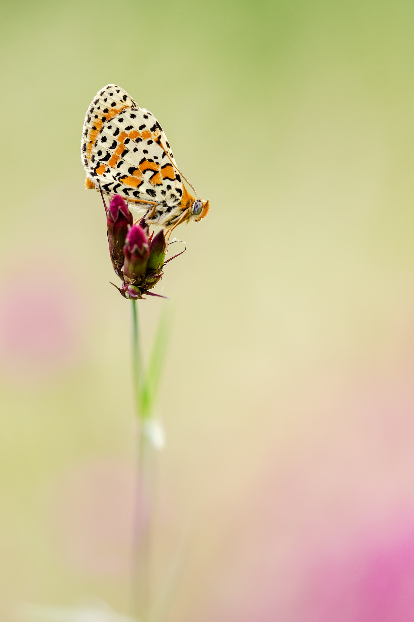 Sigma 150mm F2.8 EX DG Macro HSM sample photo. Melitaea didyma photography