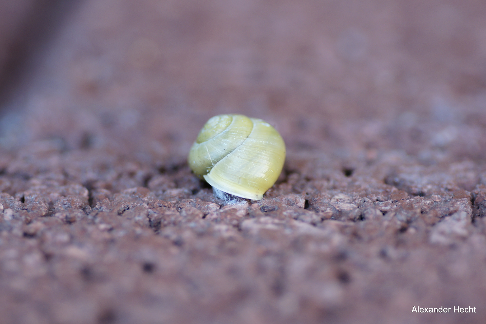 Sony Alpha DSLR-A700 + Tamron SP AF 90mm F2.8 Di Macro sample photo. Schnecke im fokus photography