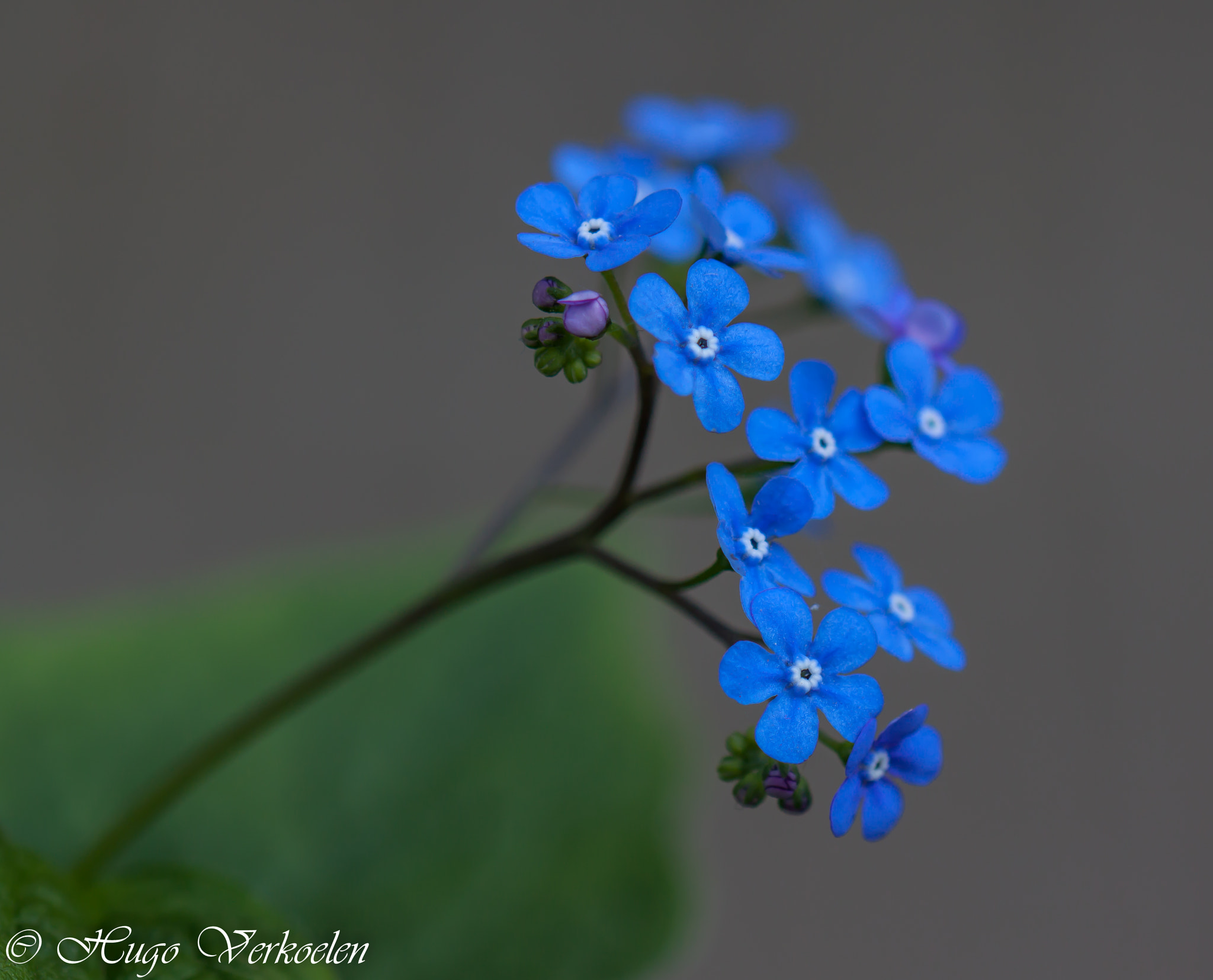 Sigma 105mm F2.8 EX DG OS HSM sample photo. Blue and tiny wildflowers photography