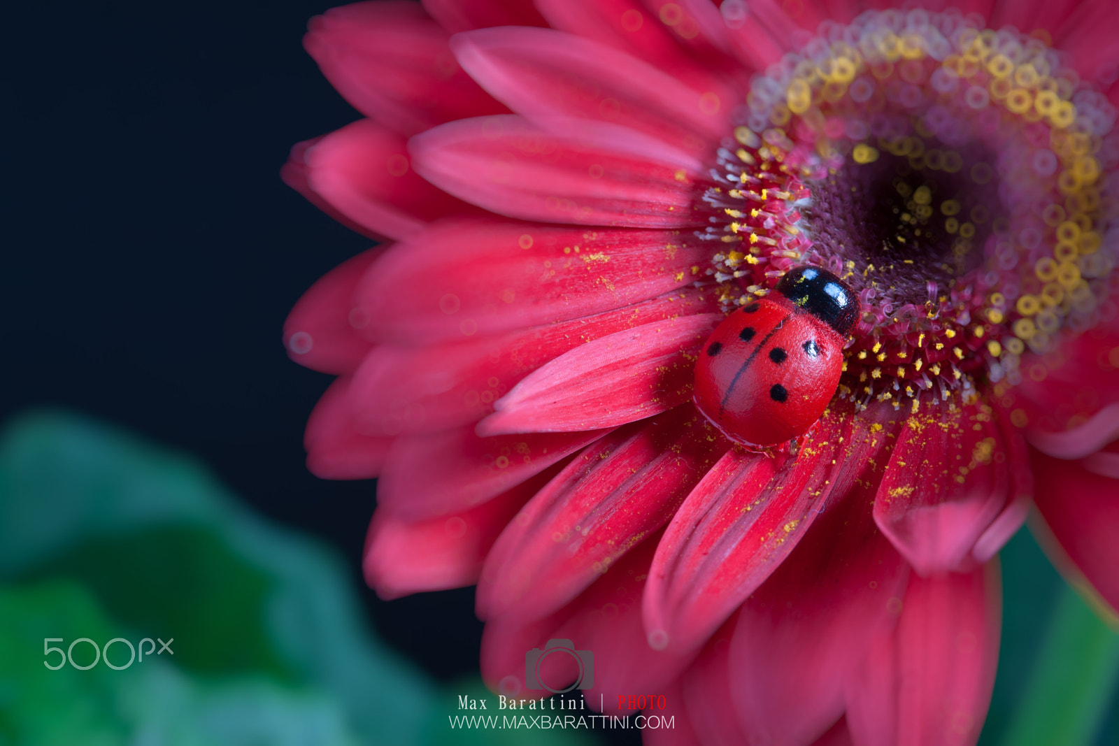 Canon EOS 5D + Canon EF 100mm F2.8 Macro USM sample photo. Ladybug photography