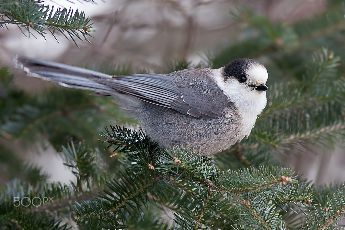 Canon EOS 40D + Canon EF 400mm F5.6L USM sample photo. Grey jay photography