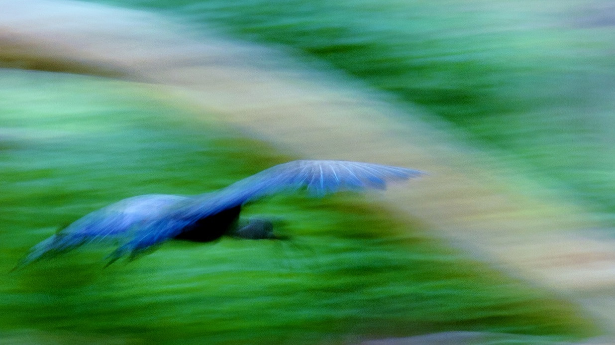 Canon EOS 1000D (EOS Digital Rebel XS / EOS Kiss F) sample photo. Blue bird photography