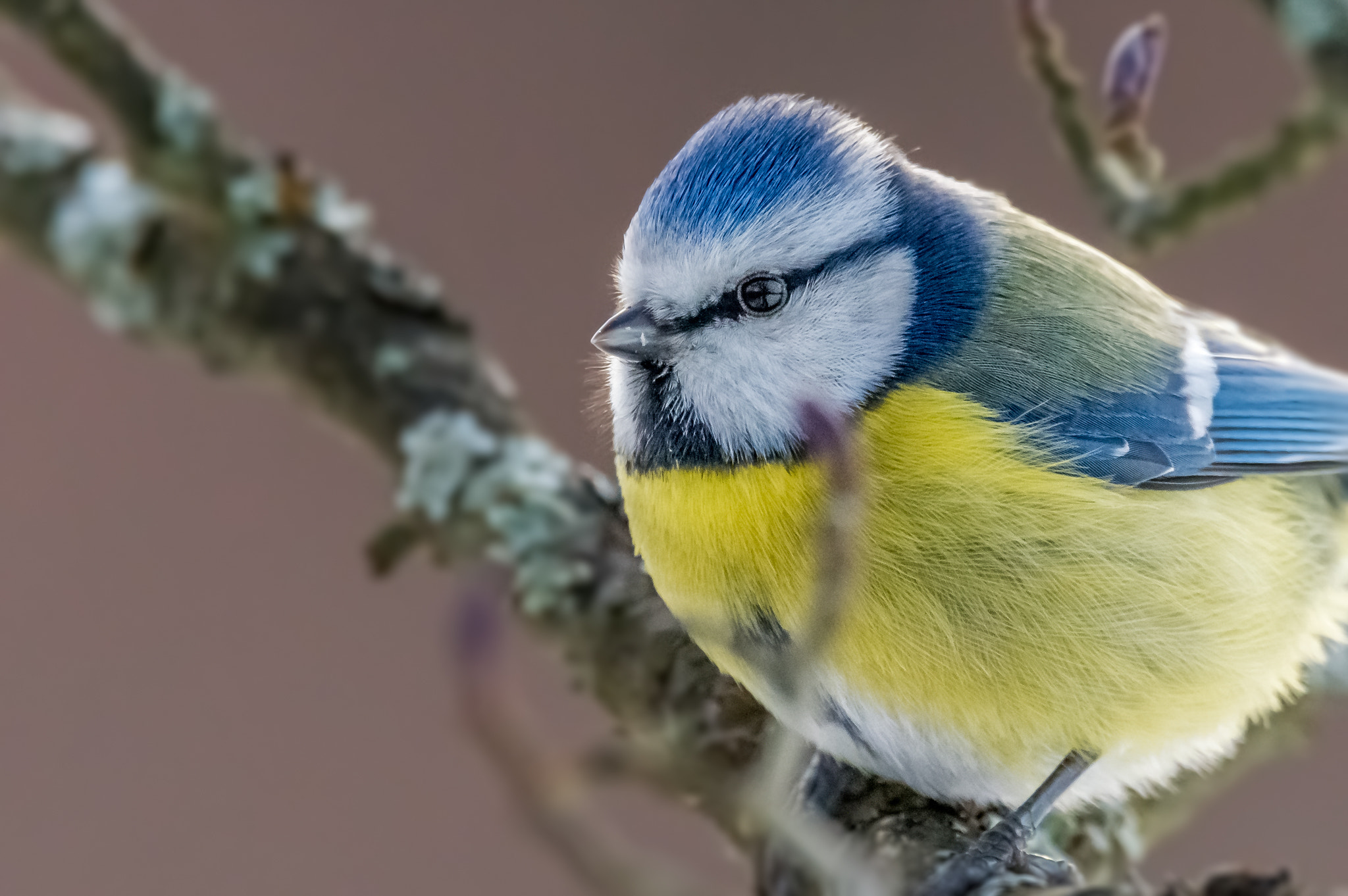 Sigma 150-600mm F5-6.3 DG OS HSM | C sample photo. Cute little blue tit photography