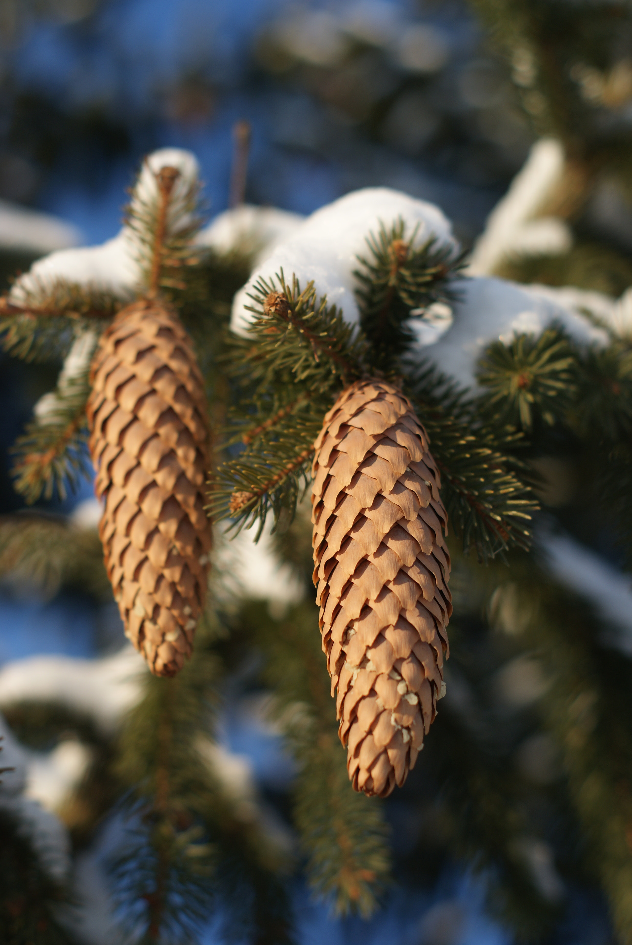 Sony Alpha DSLR-A230 + Sony DT 50mm F1.8 SAM sample photo. Winter story photography