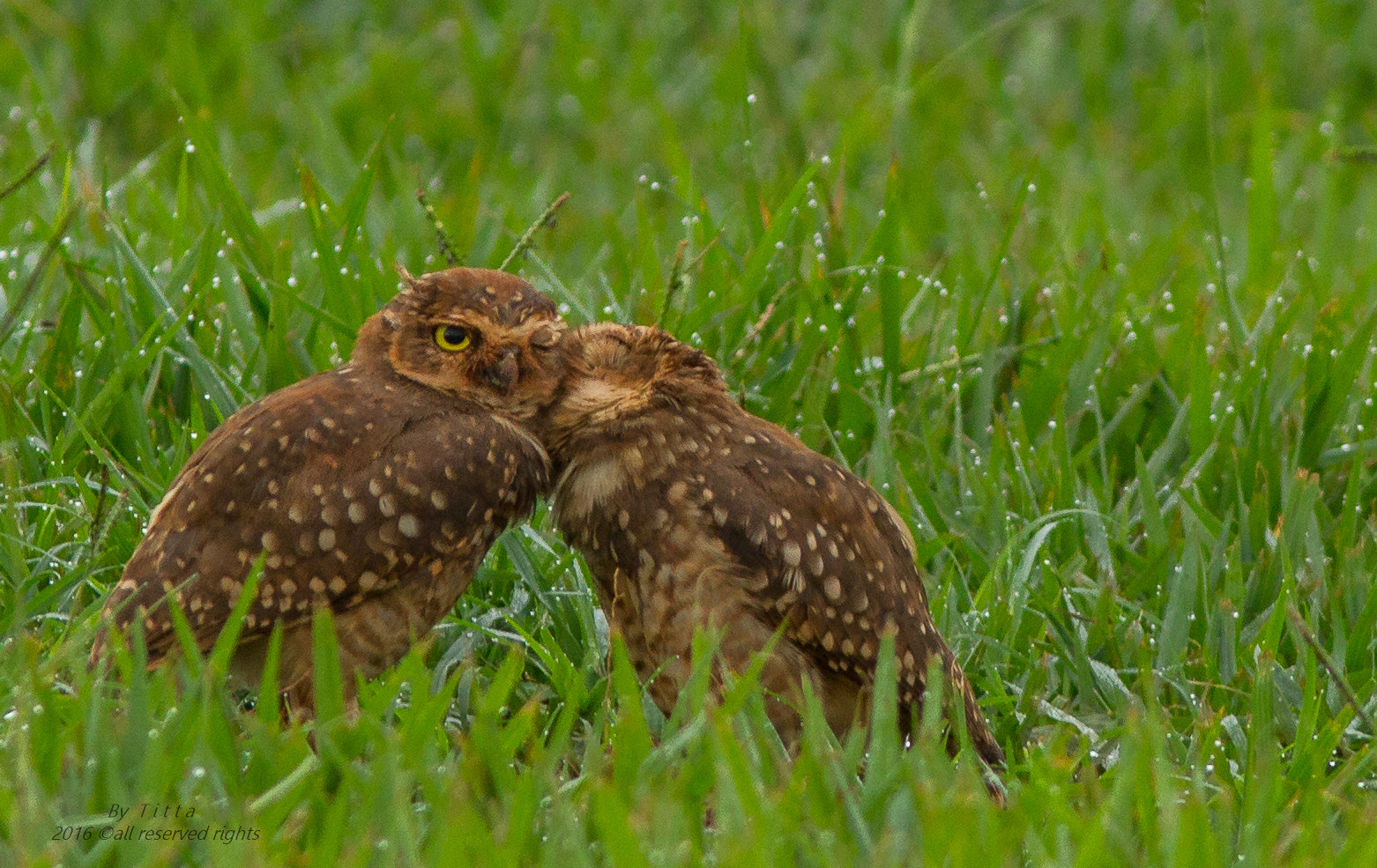 Canon EF 300mm F4L IS USM sample photo