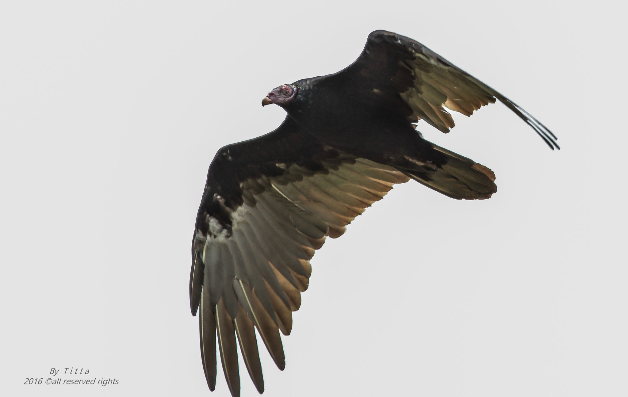 Canon EF 300mm F4L IS USM sample photo. Urubu de cabeça vermelha photography