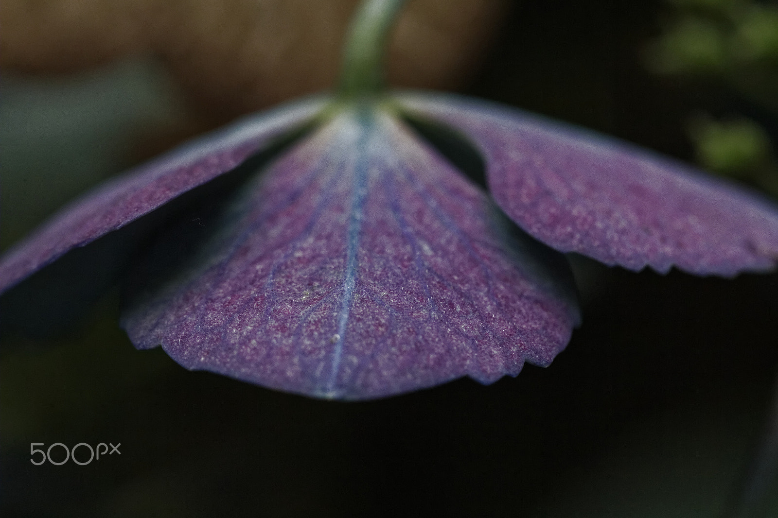 Canon EOS 60D + Canon EF 100mm F2.8 Macro USM sample photo. Pétales photography
