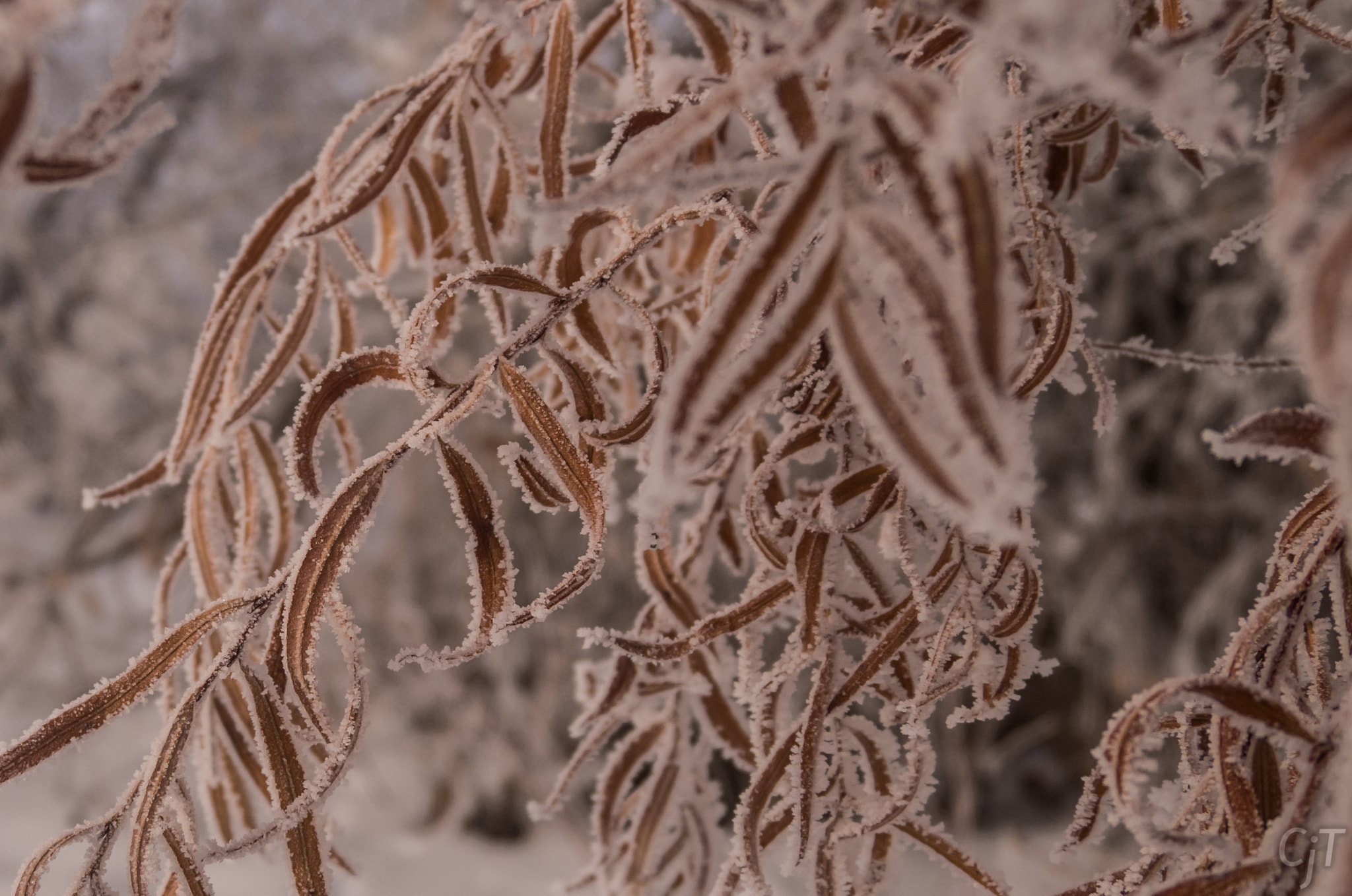 LUMIX G VARIO PZ 14-42/F3.5-5.6 sample photo. Leaves and frost photography
