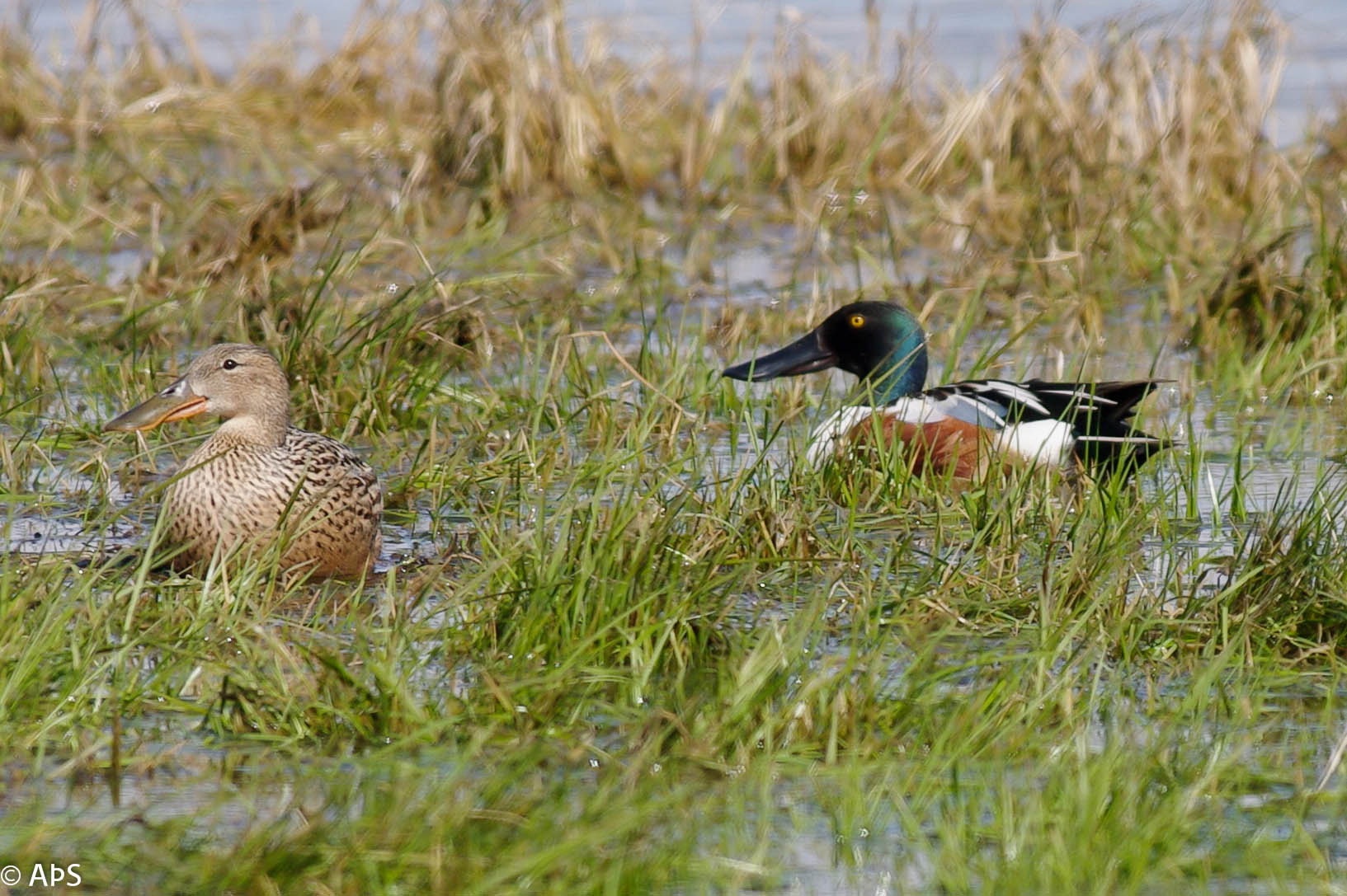 Pentax K20D + Pentax smc DA* 300mm F4.0 ED (IF) SDM sample photo. Shovellers photography