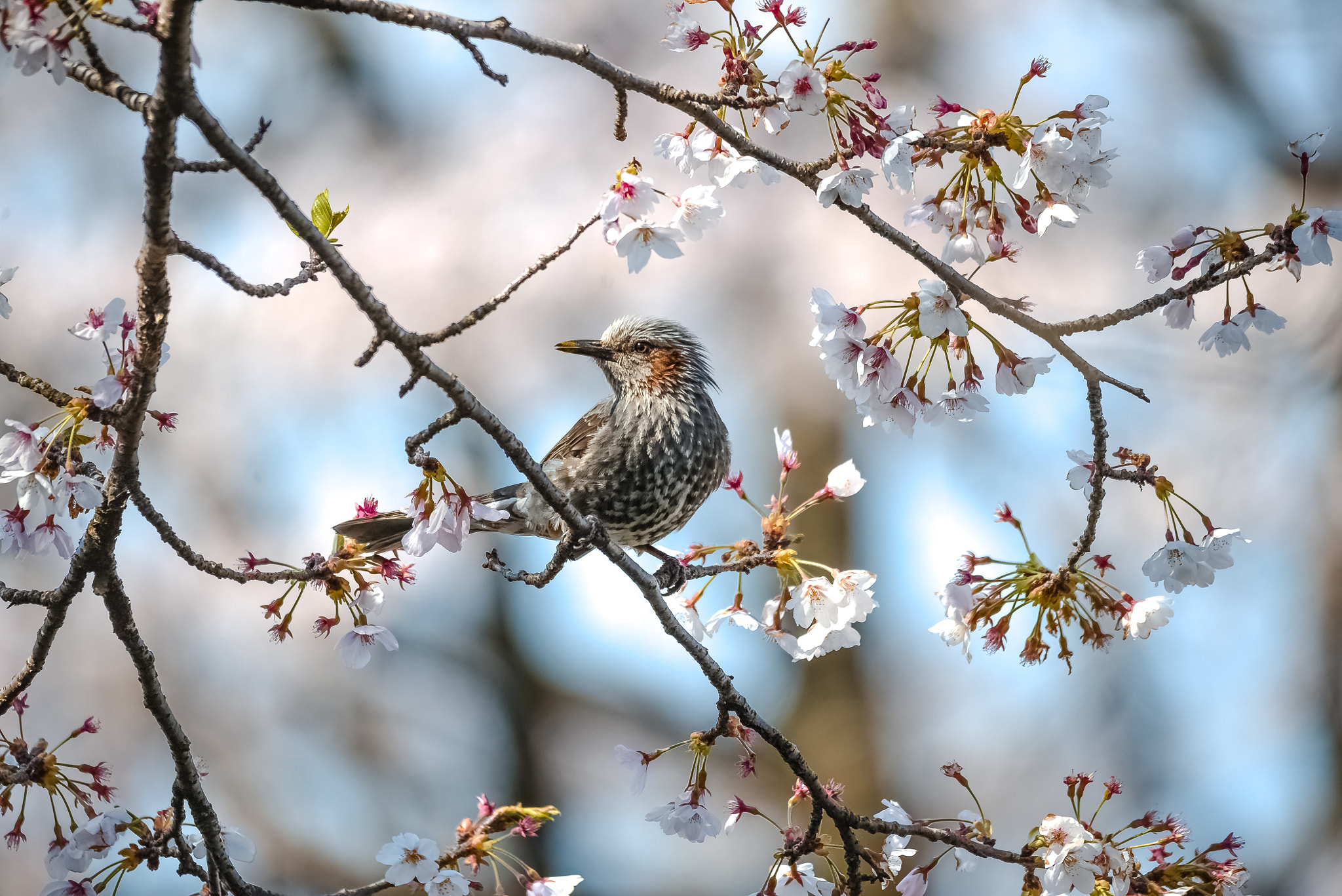 Sigma 150-500mm F5-6.3 DG OS HSM sample photo. 桜と鵯と photography