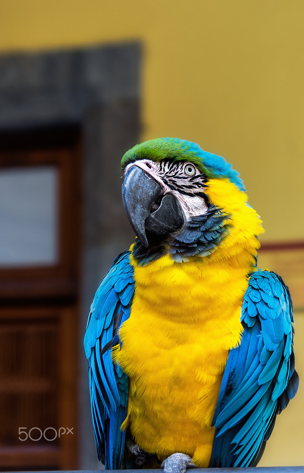 Pentax K-r sample photo. Parrot. photography