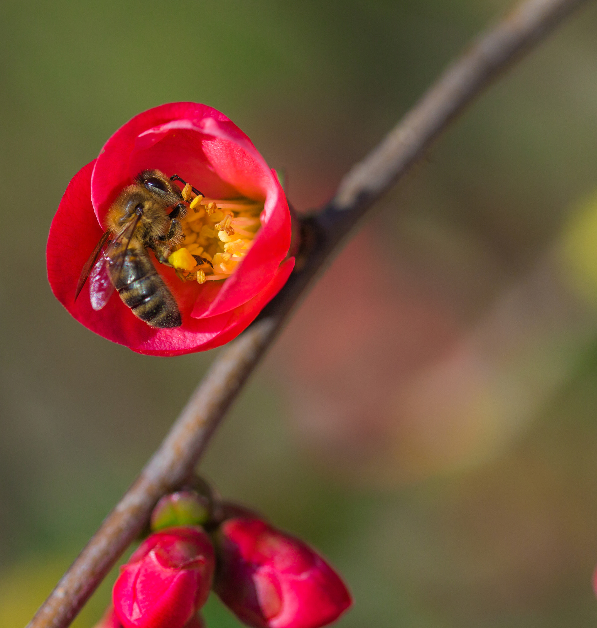 Canon EOS 6D + Canon EF 100mm F2.8 Macro USM sample photo. Bee photography