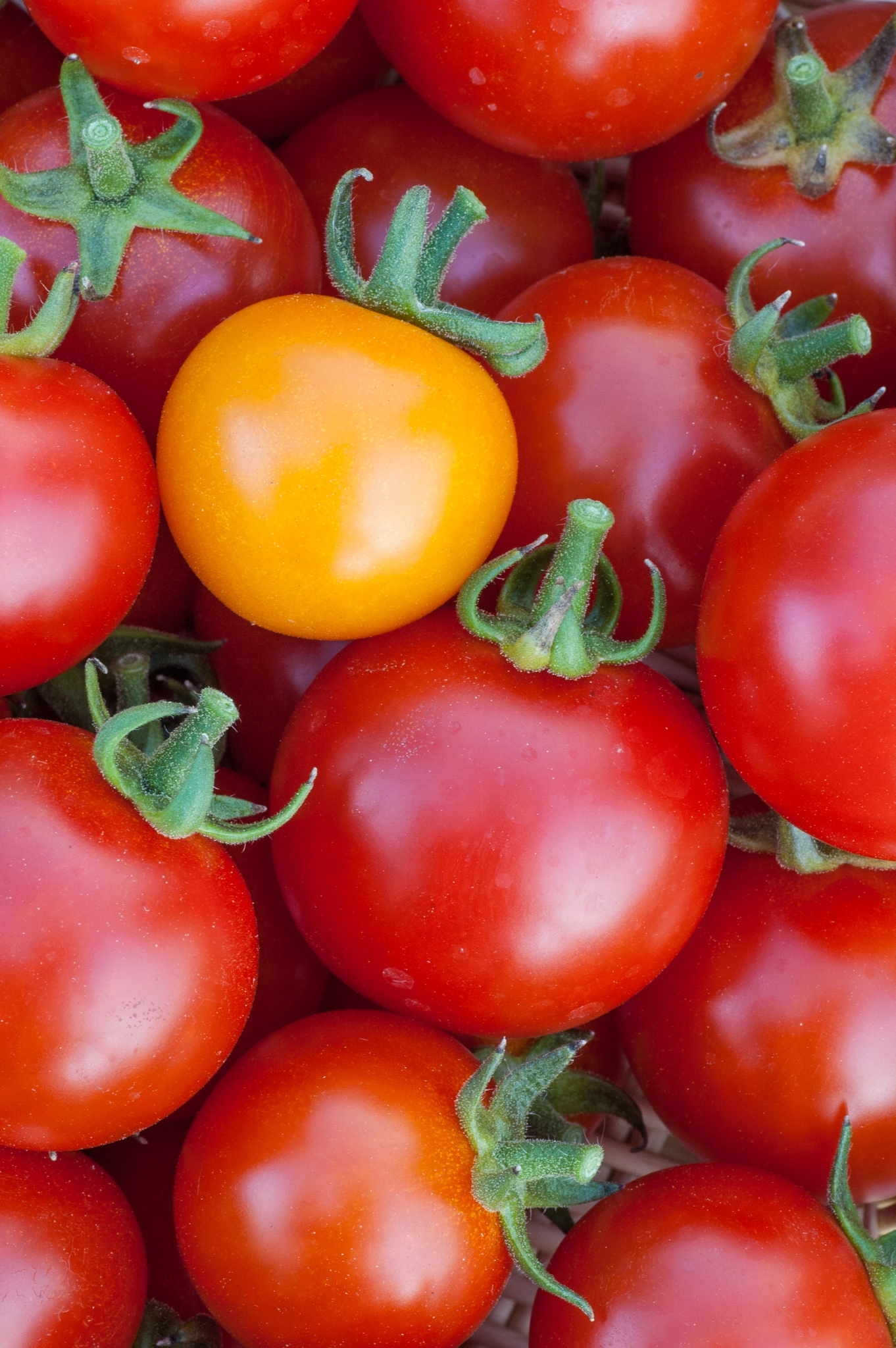 Nikon D70 sample photo. Red and yellow tomatoes photography