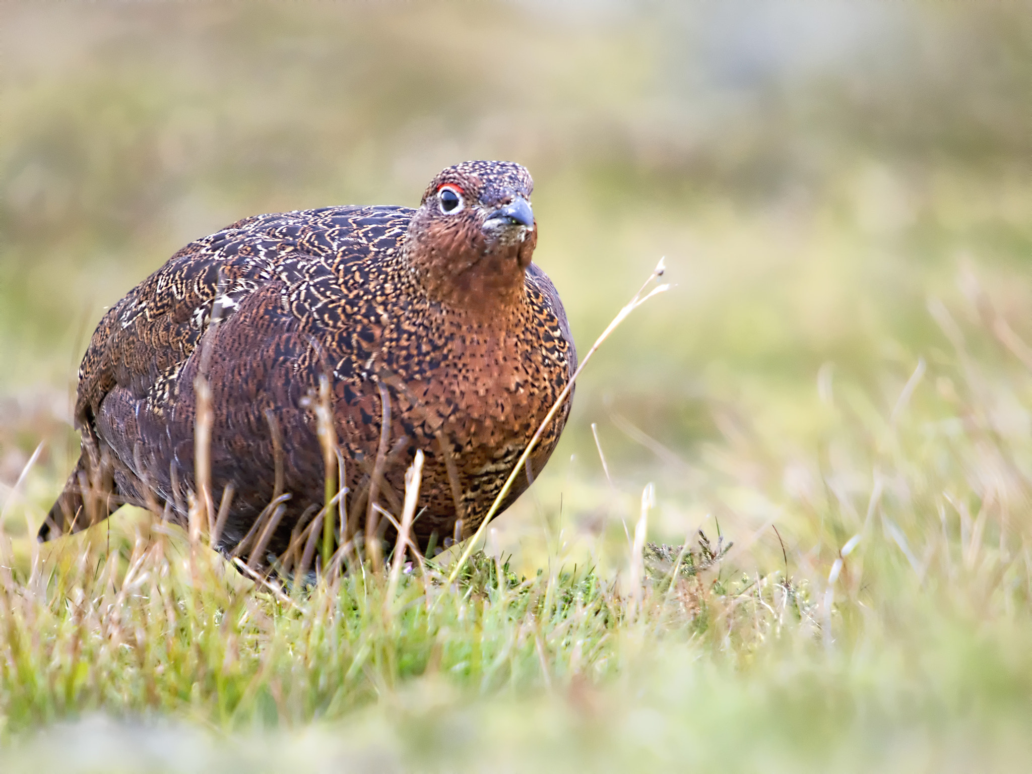 Olympus OM-D E-M5 + SIGMA 50-500mm F4-6.3 DG HSM sample photo. Red grouse ii photography